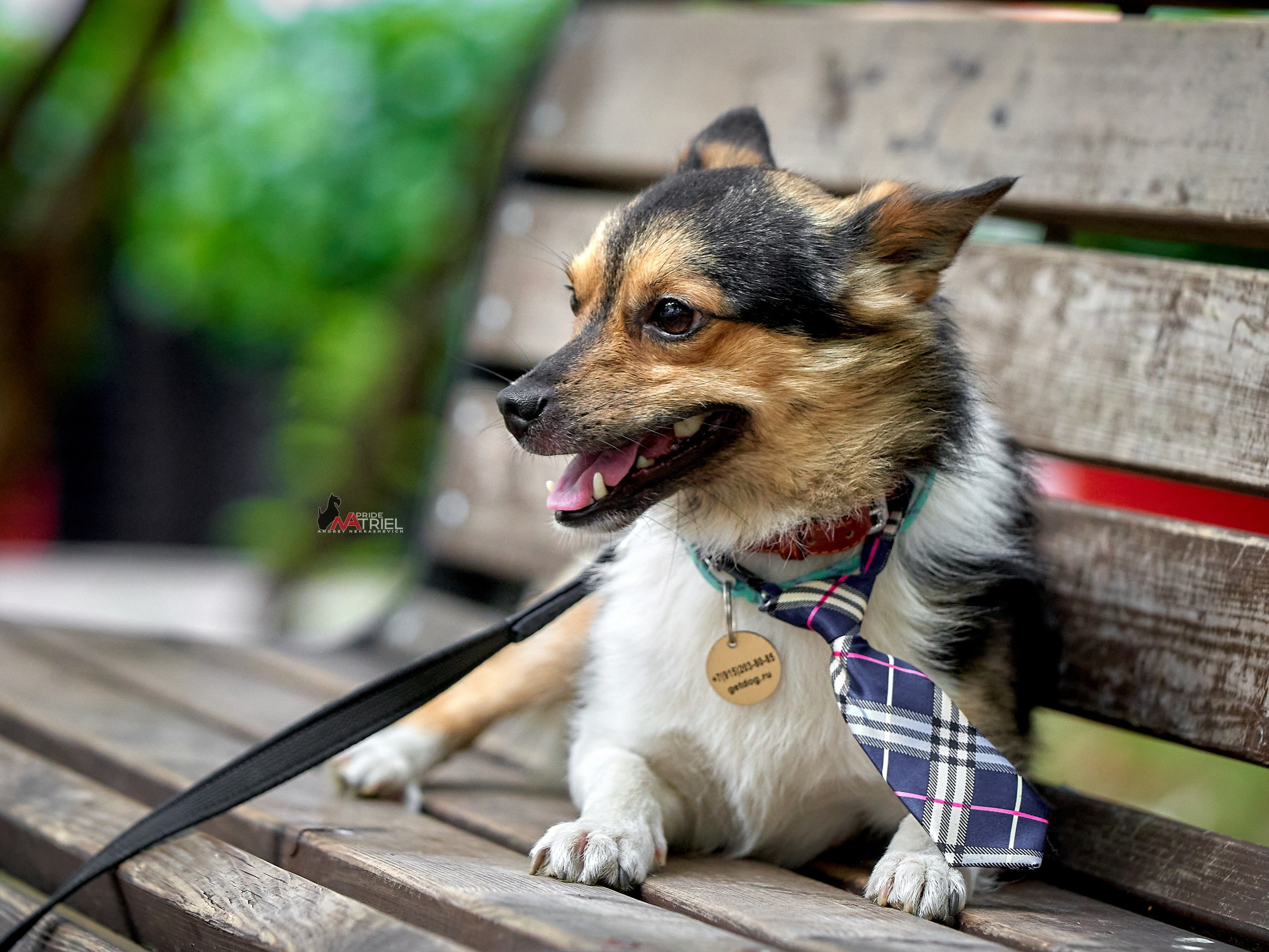 Портреты собак — галерея NATRIEL