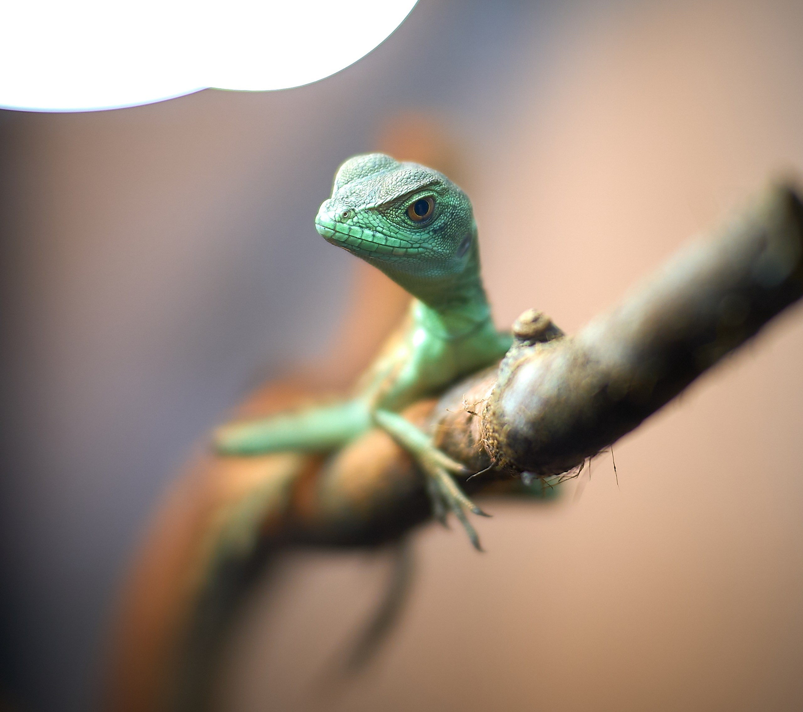 Рептилии — галерея NATRIEL