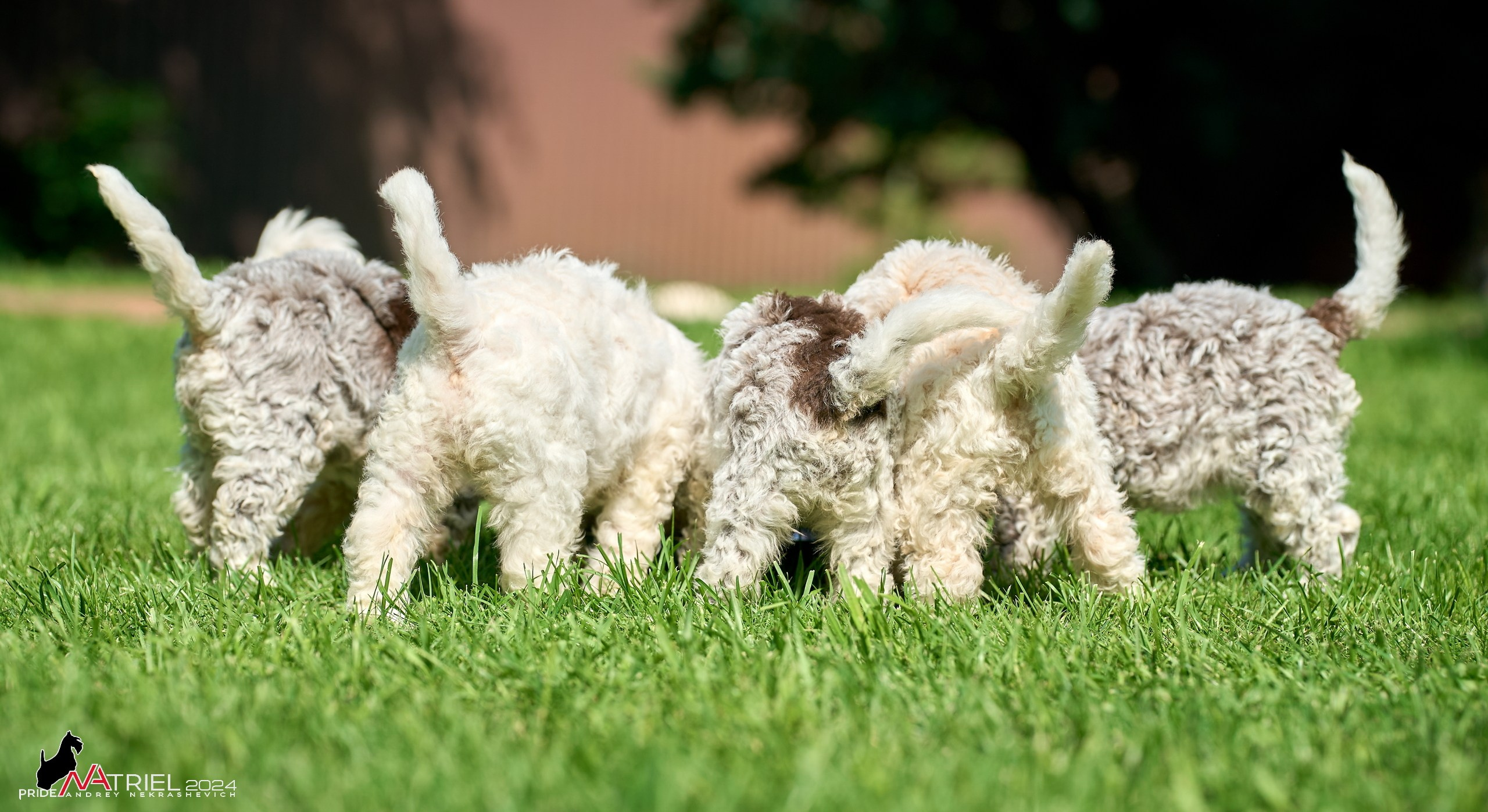 Съемка щенков лаготто