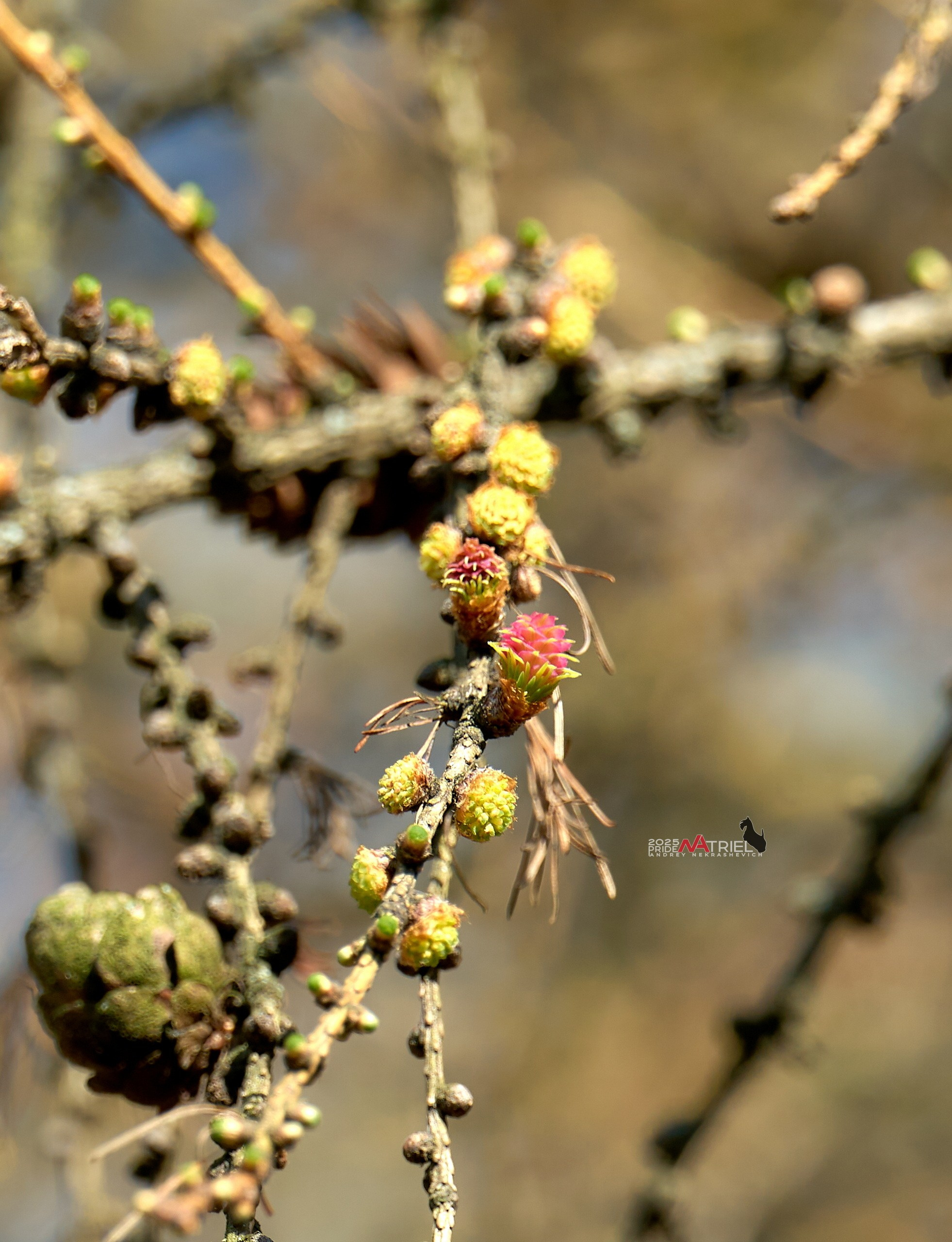 Лютики-цветочки — галерея NATRIEL