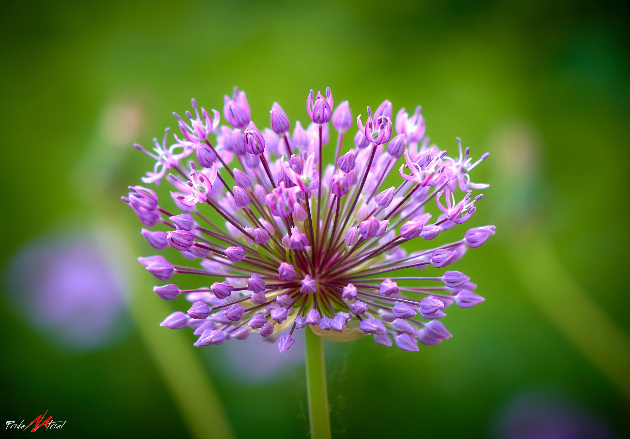 Лютики-цветочки — галерея NATRIEL