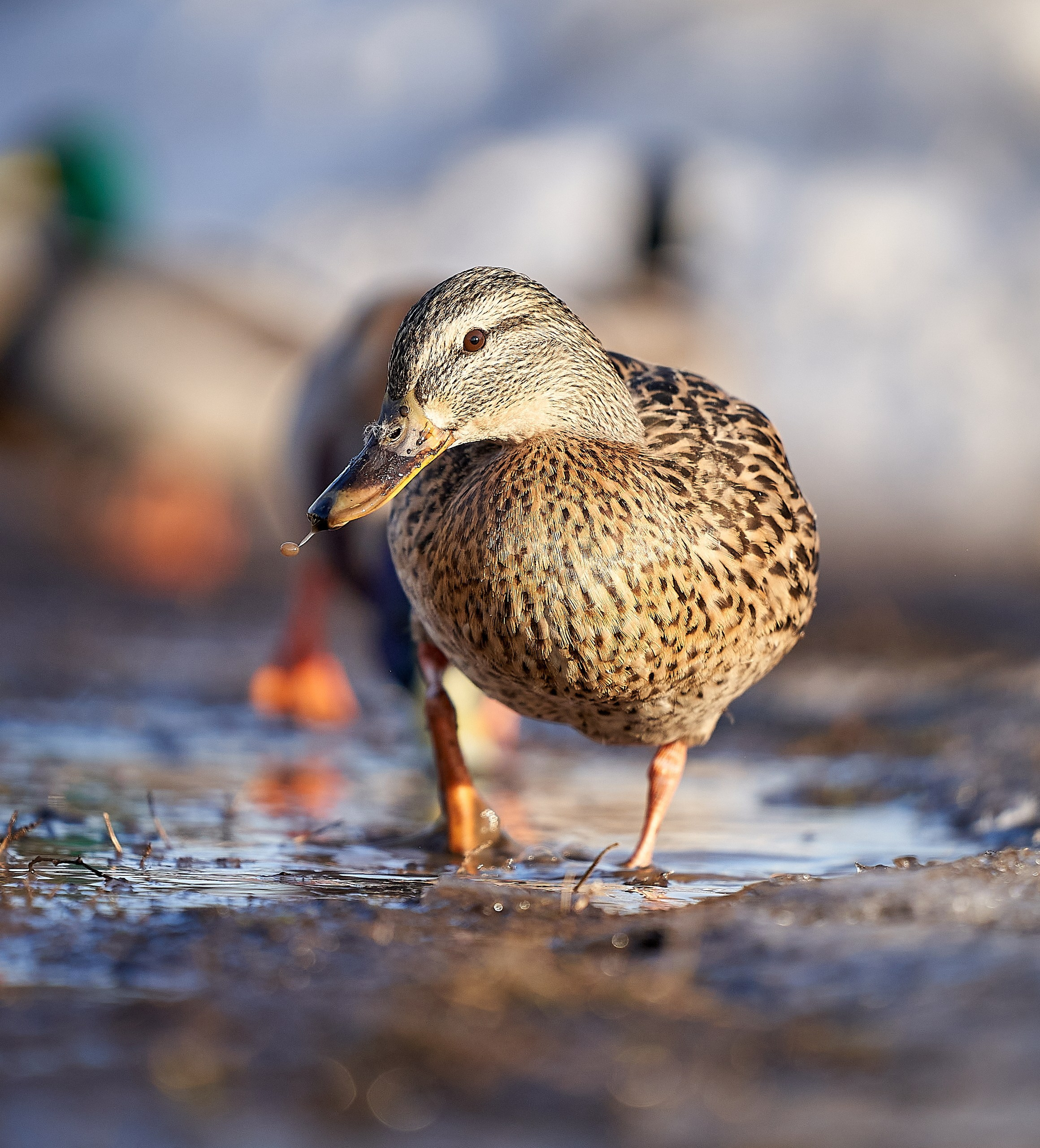 Фото птиц — галерея NATRIEL