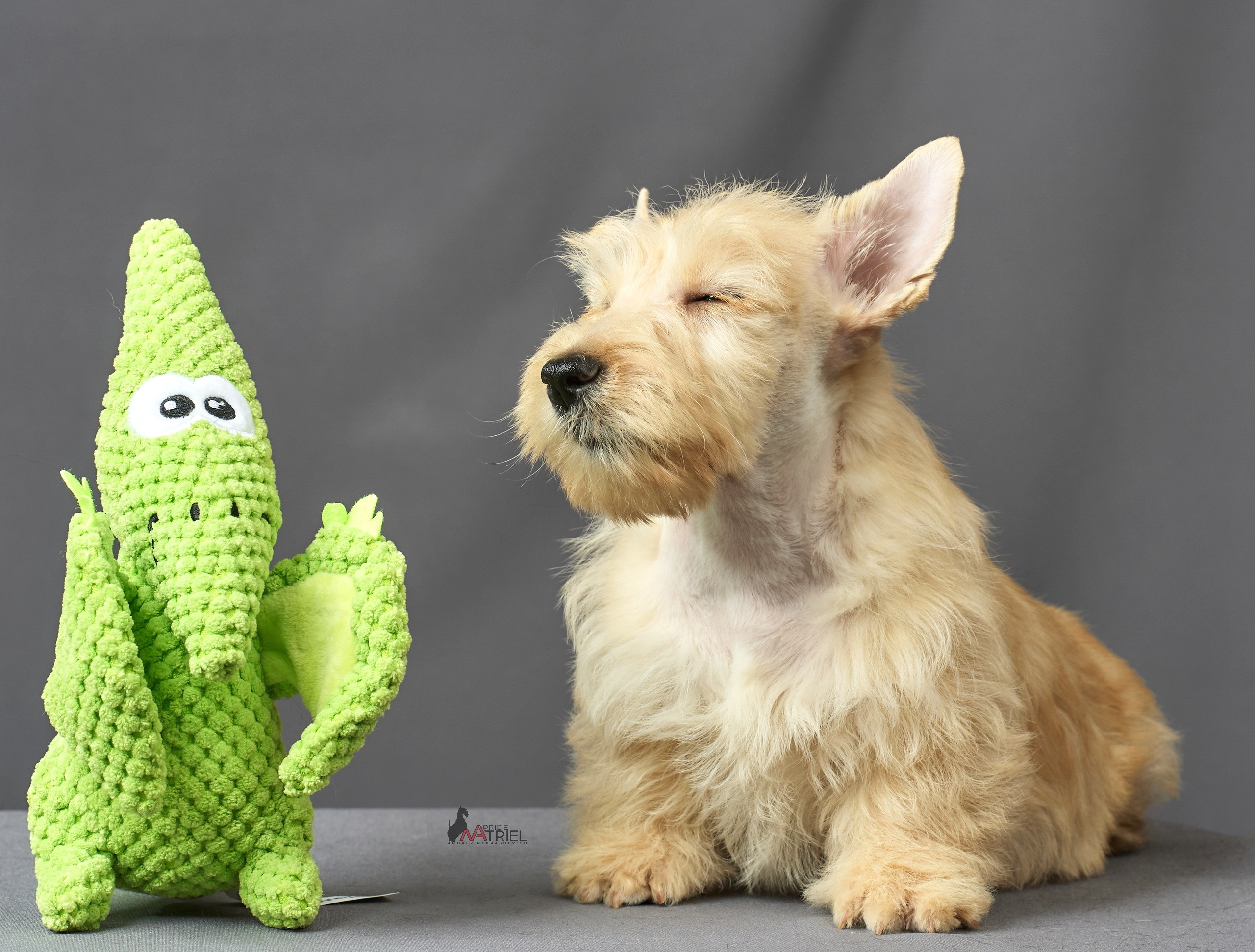 Съемка щенков скотч-терьеров