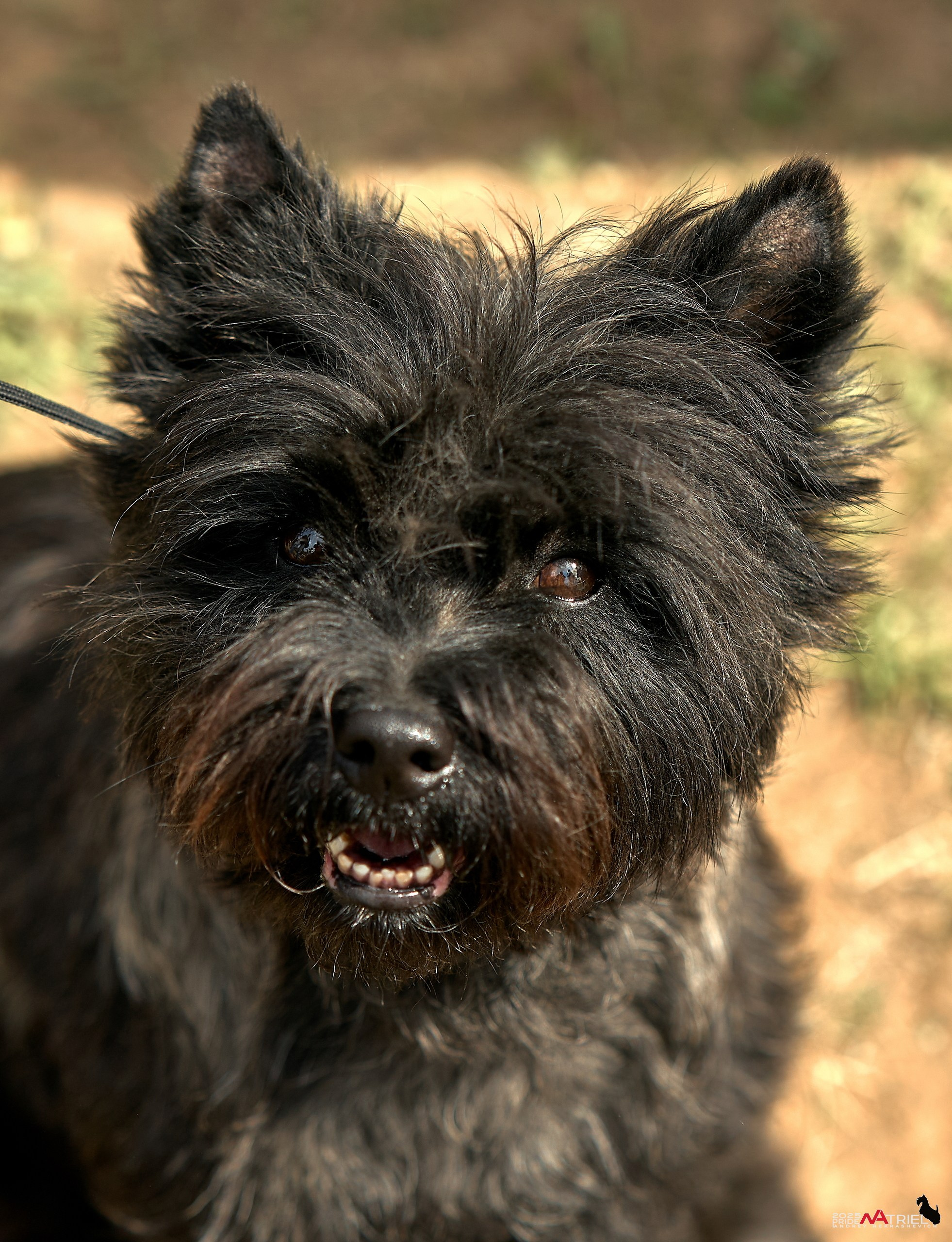 Выставка собак Суздаль-Владимир