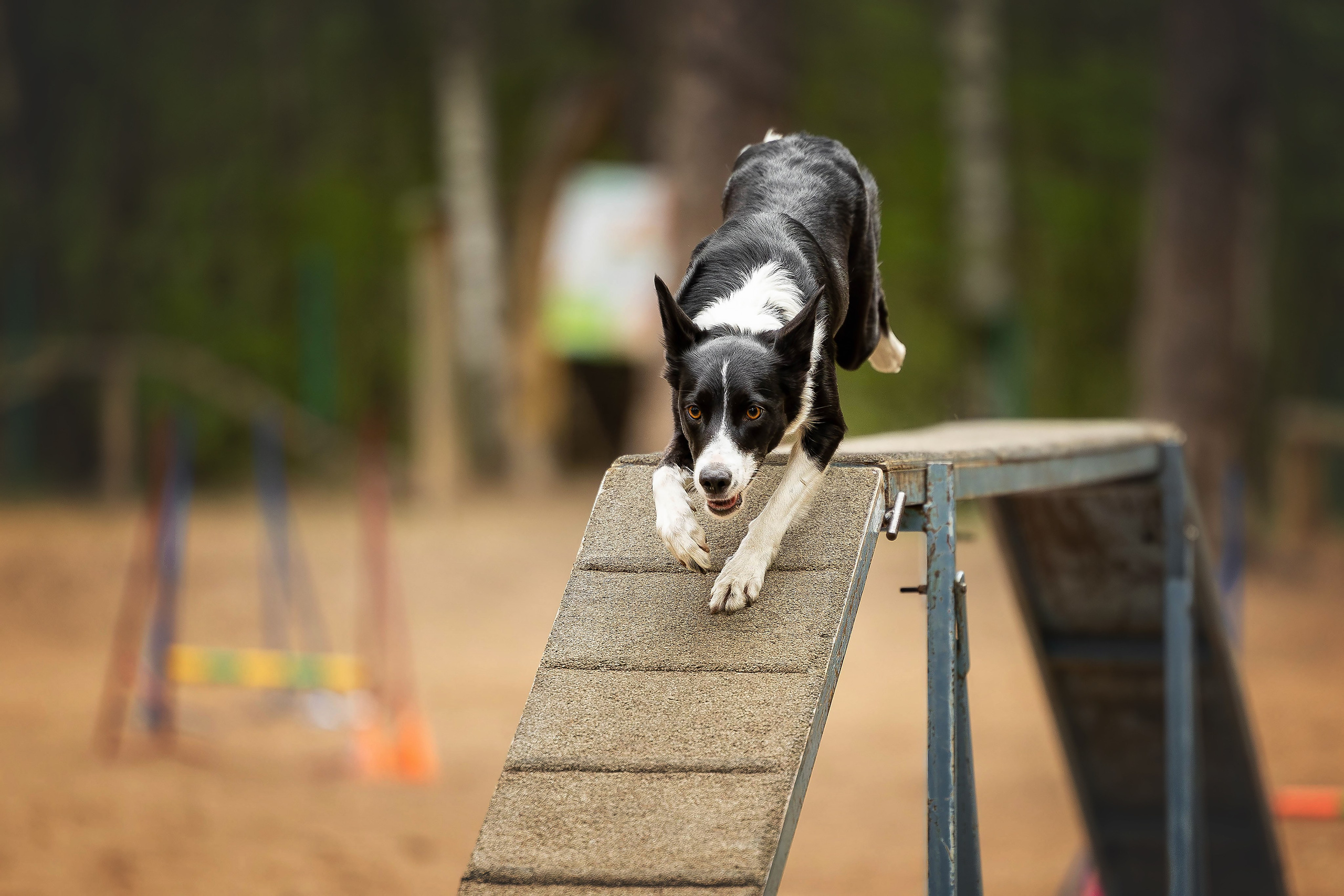 Тренировка аджилити. Фотограф Анималист в Перми Анастасия Остерман