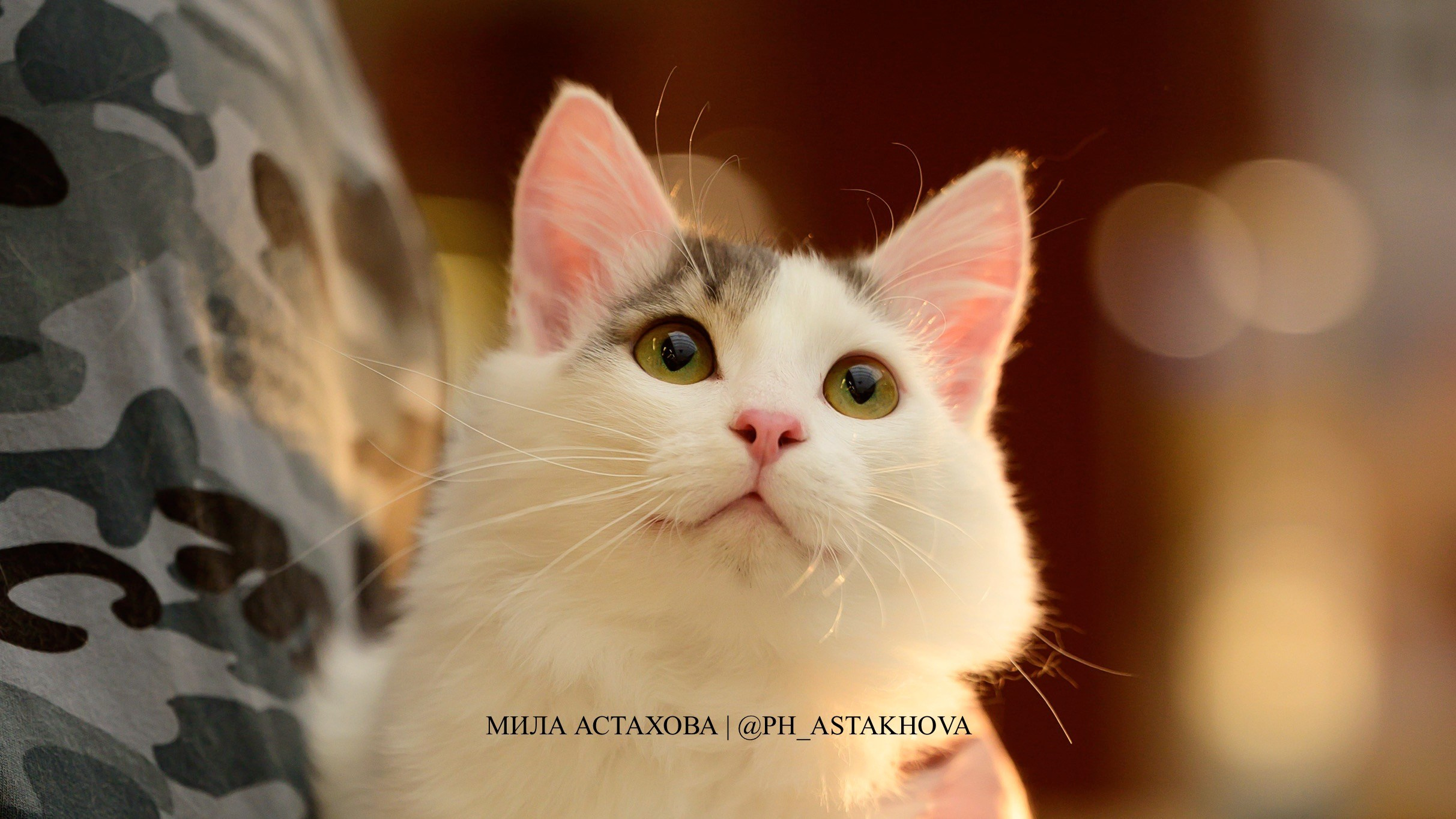 Рыжий хвост в тц 01.02.2025. Мила Астахова