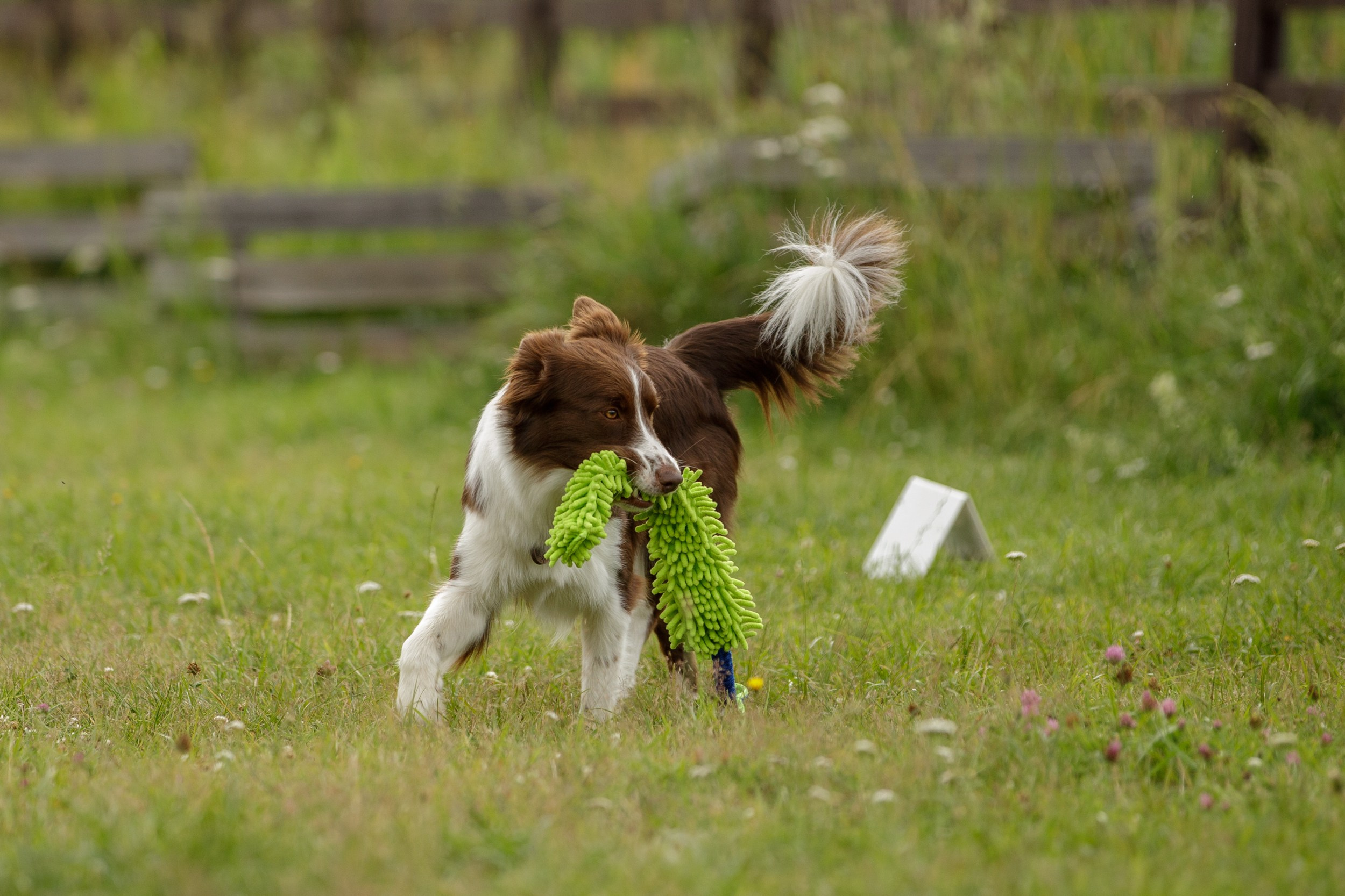 Лиза и Эни. Тренировка в лагере по обидиенс. Фотограф-анималист в Калуге Мария Шерскова