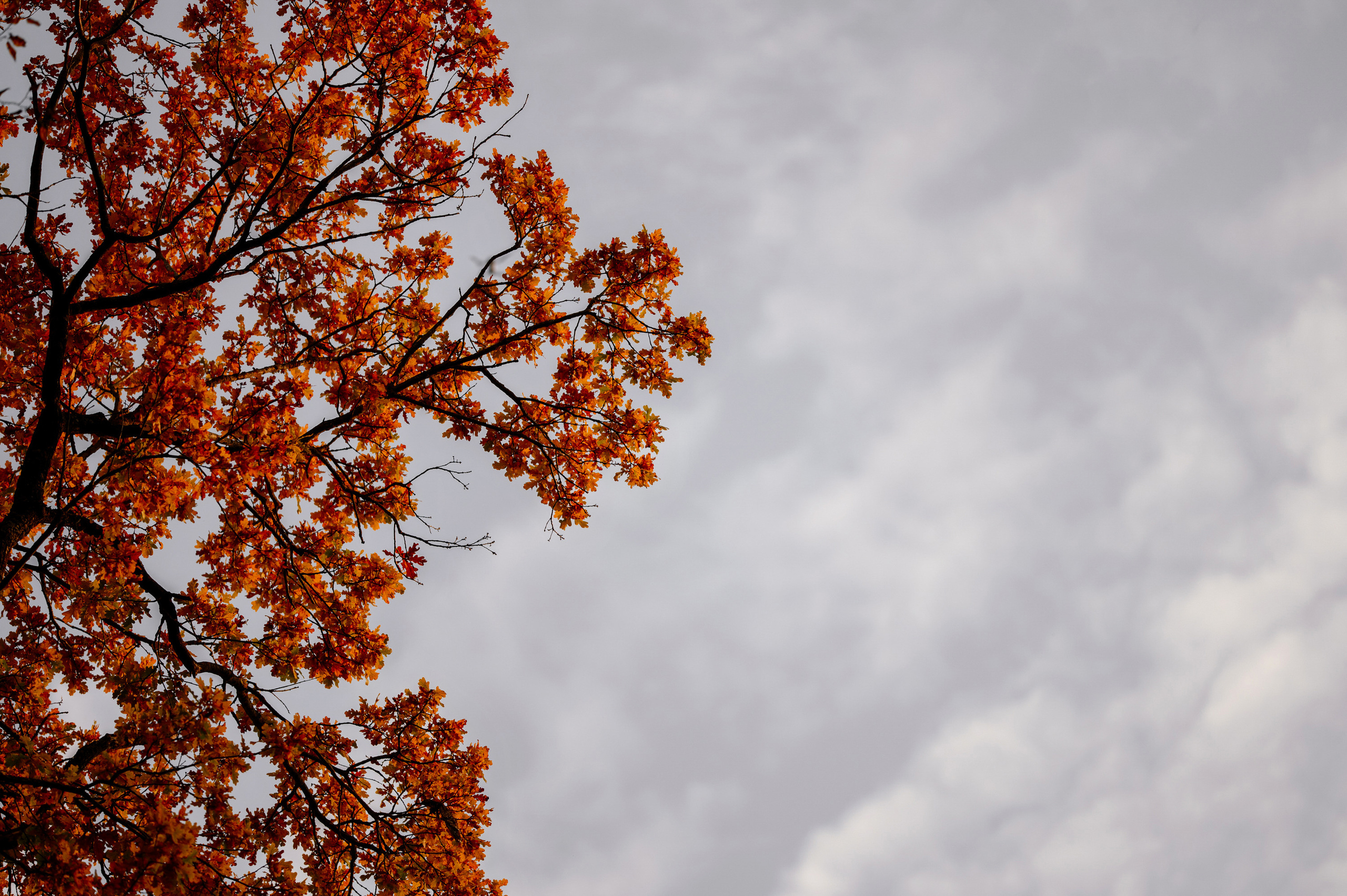 Максим & Алина. Свадебный и Event фотограф в Москве | Андрей Губренко | Gubrenko