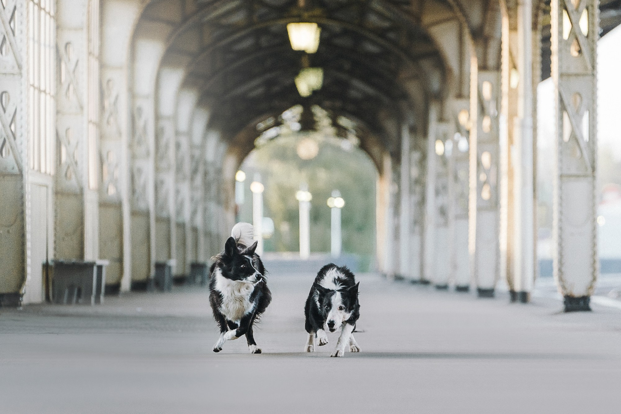 Таня, Марта и Клипса. Фотограф анималист в Москве и Санкт-Петербурге Свиридова Анна