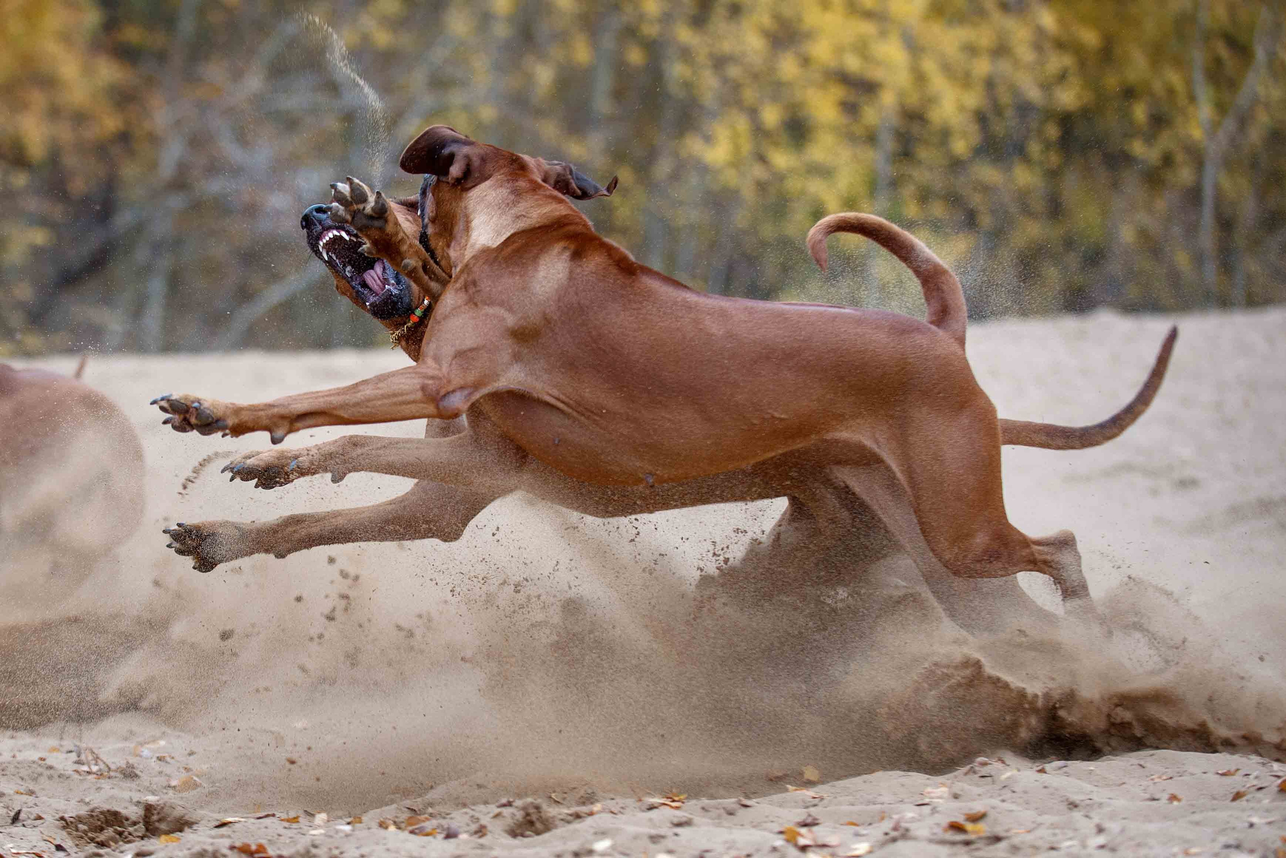 Собаки. Портретная и свадебная фотосъемка. Москва и область