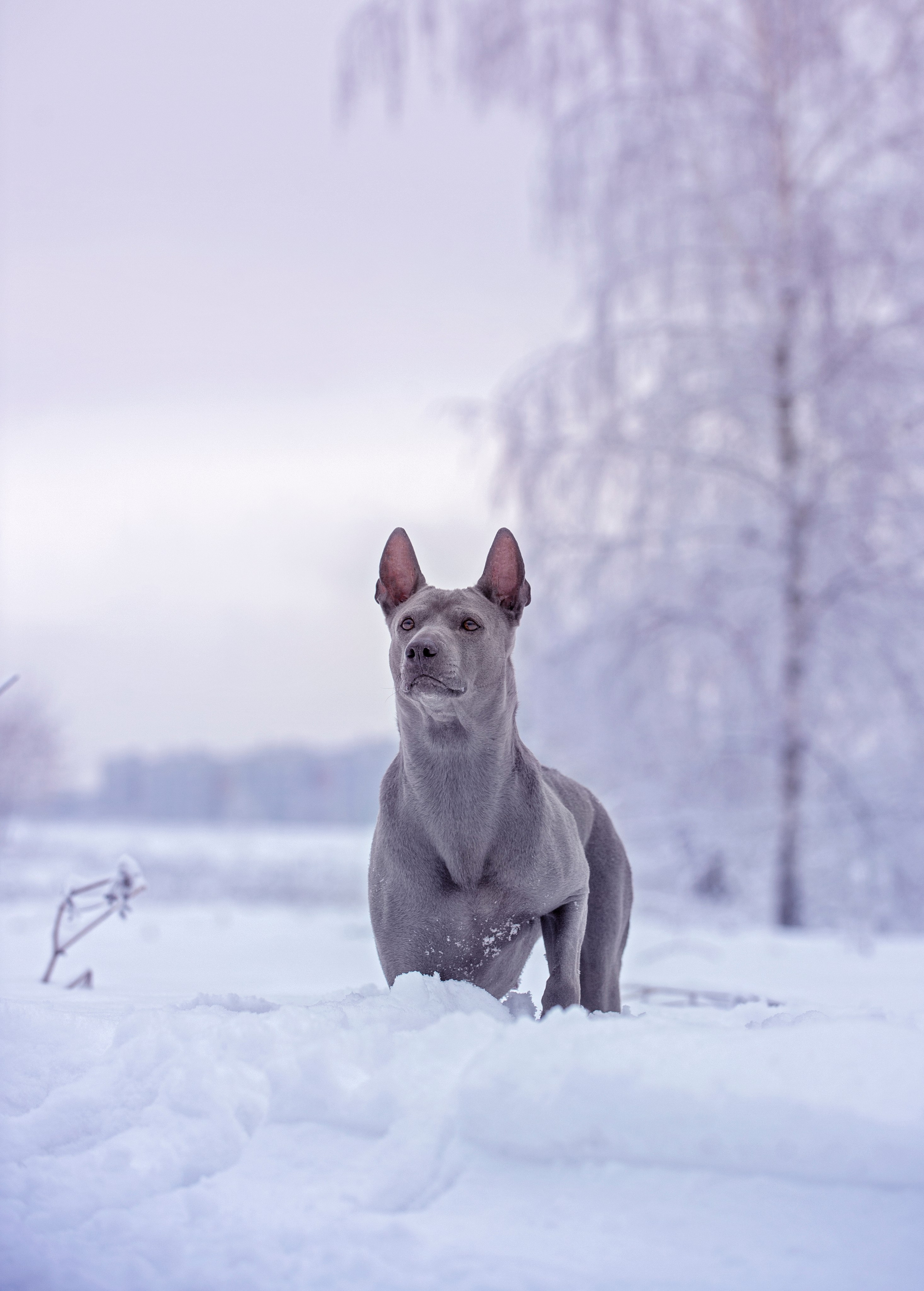 Собаки. Портретная и свадебная фотосъемка. Москва и область
