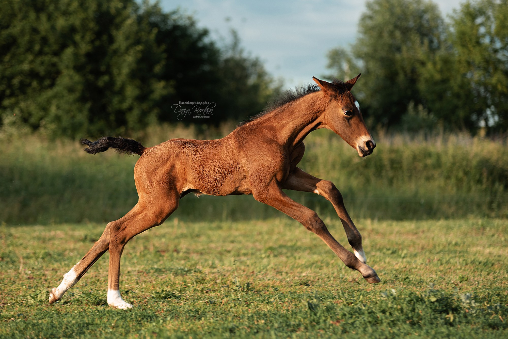 Малышка Кэндис. Конный фотограф Куракина Дарья • Фотосессии с лошадьми