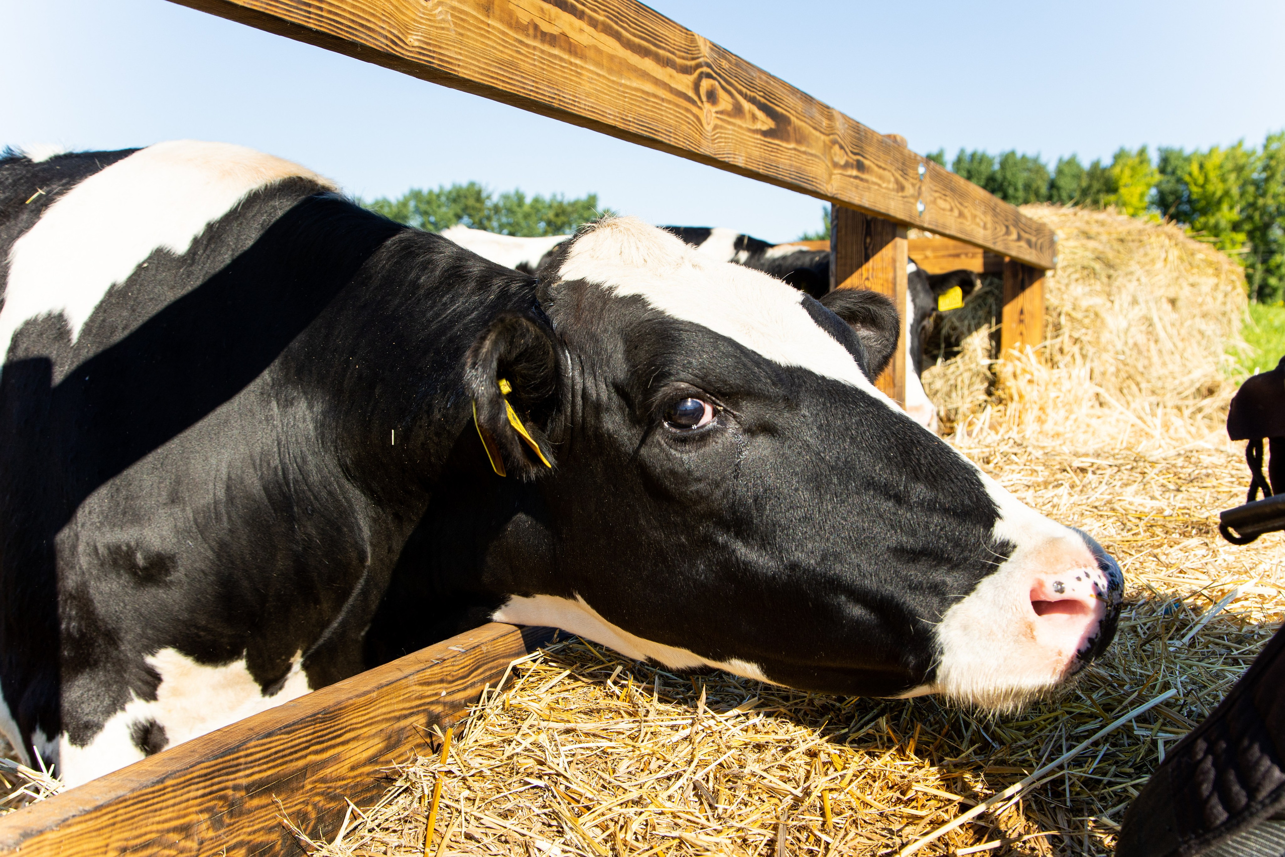 День Поля 2022. Владислав Волков | Фотография и видеосъемка в Воронеже