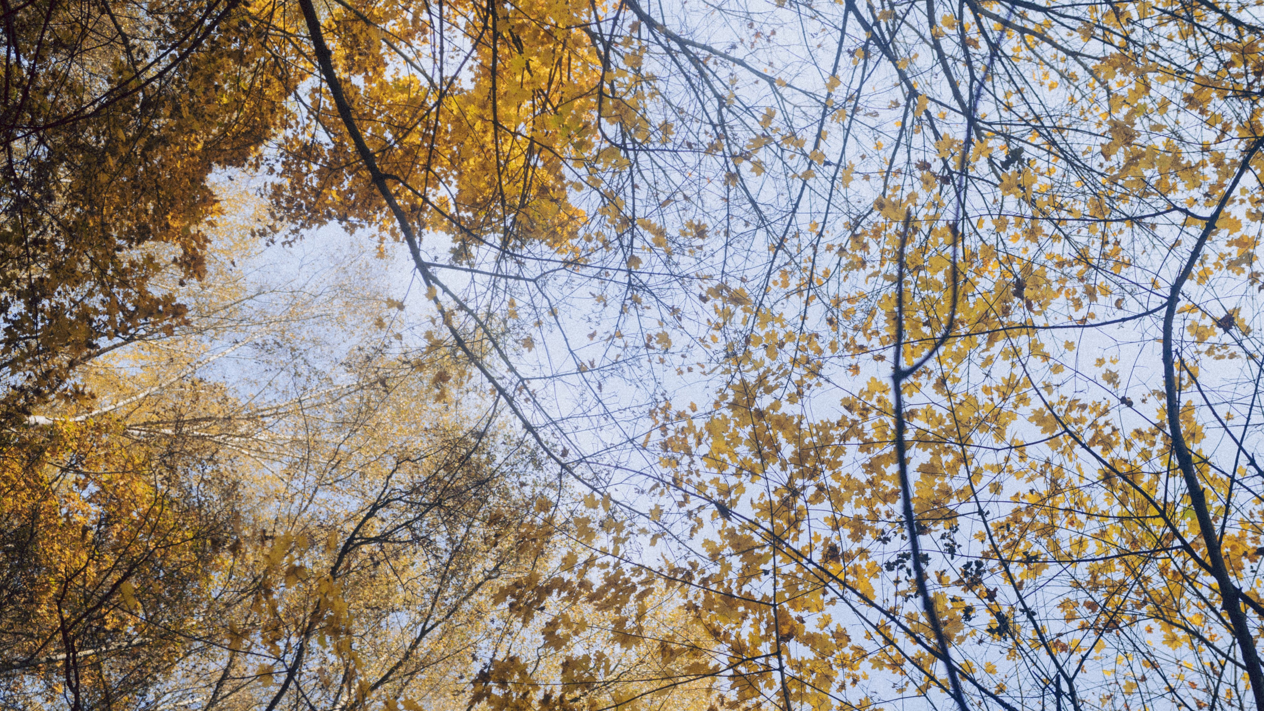 Александра. Фотограф Москва Селюкова Юлия