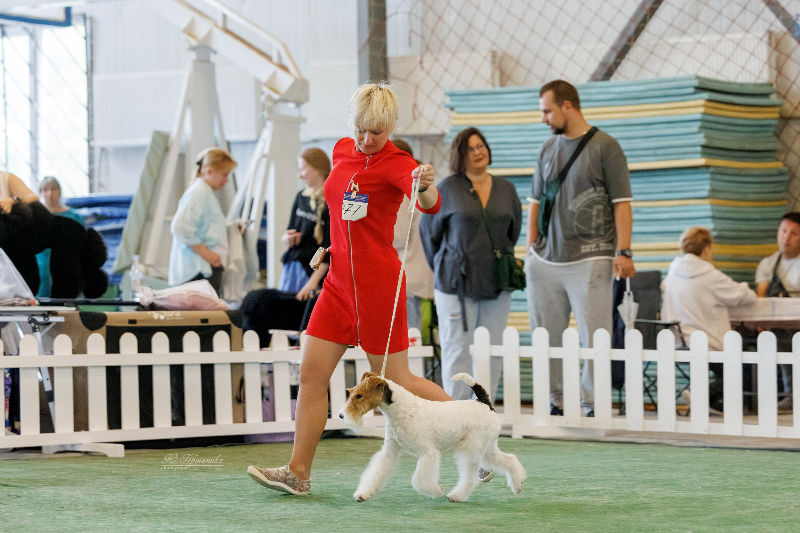 Батуми 3хCACIB 27-29.06.2025. Фотограф-анималист Юлия Германика