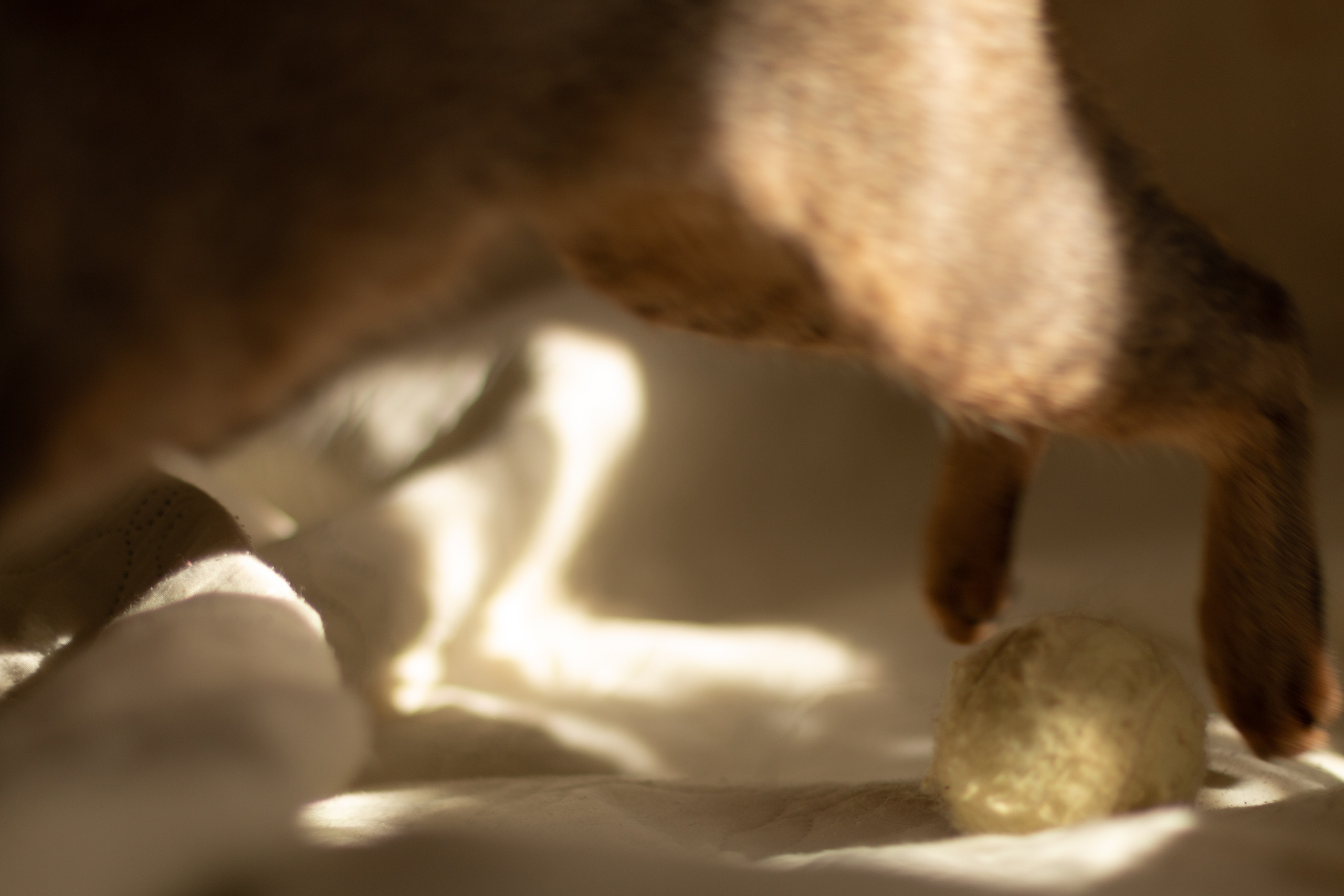 Мой котик. Фотограф в Сочи