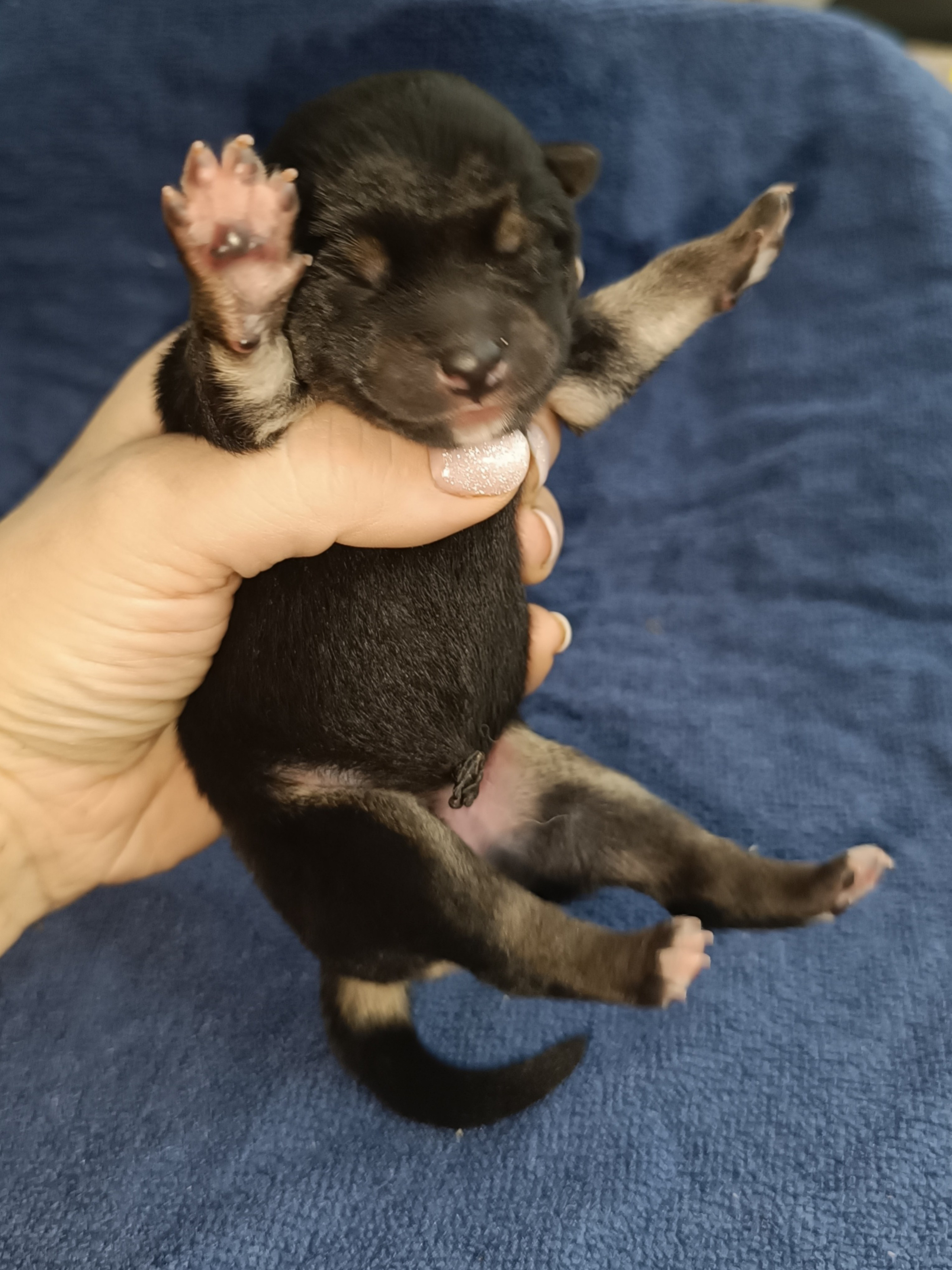 сиба питомник Рубилайт щенки на продажу rubylight  сиба щенки купить СПб Санкт-Петербург 