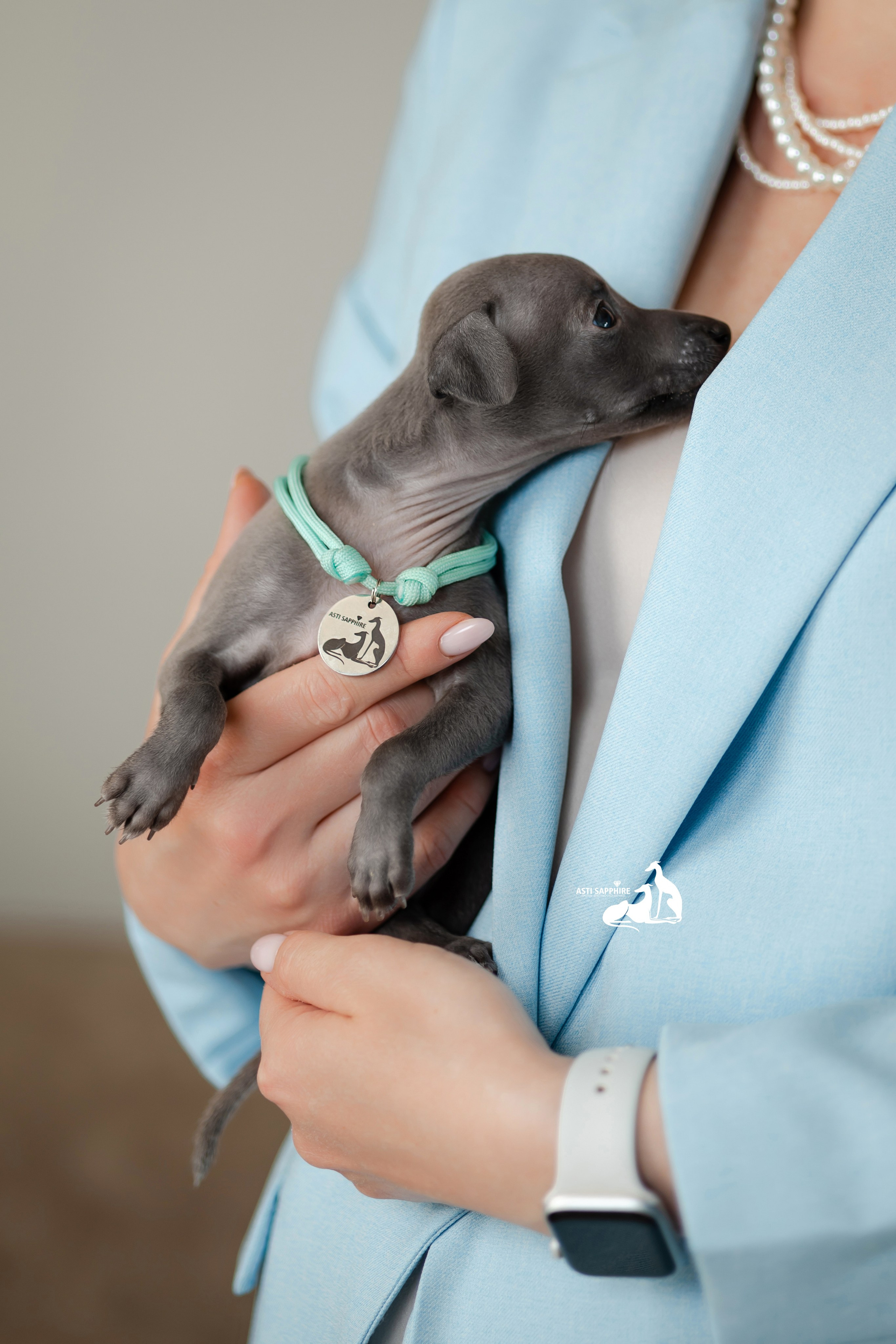 Весенние крошки. Professional Italian Greyhound Kennel RKF/FCI ASTI SAPPHIRE 💎 Sochi|St. Petersburg