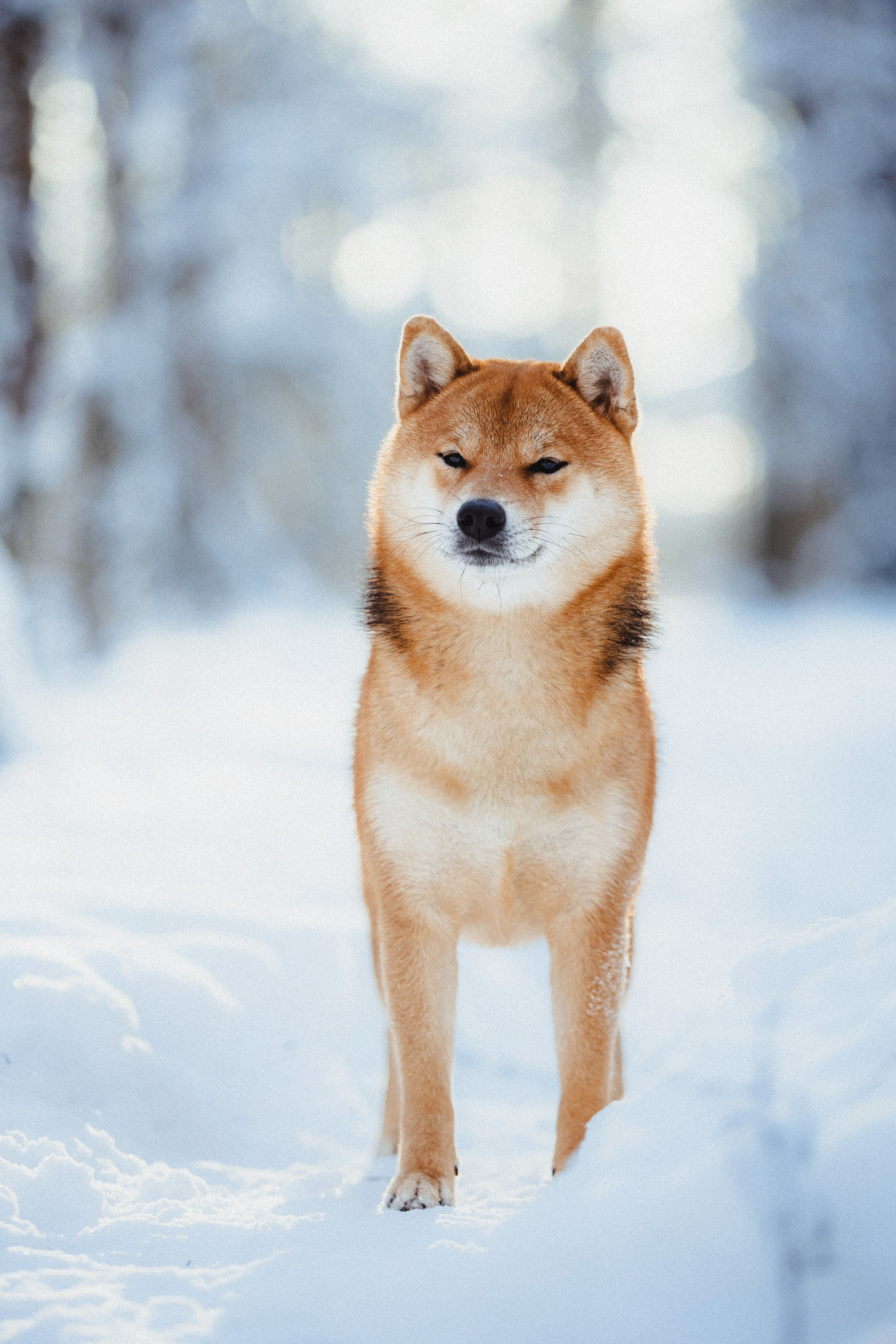 Шед, Цири и Ира