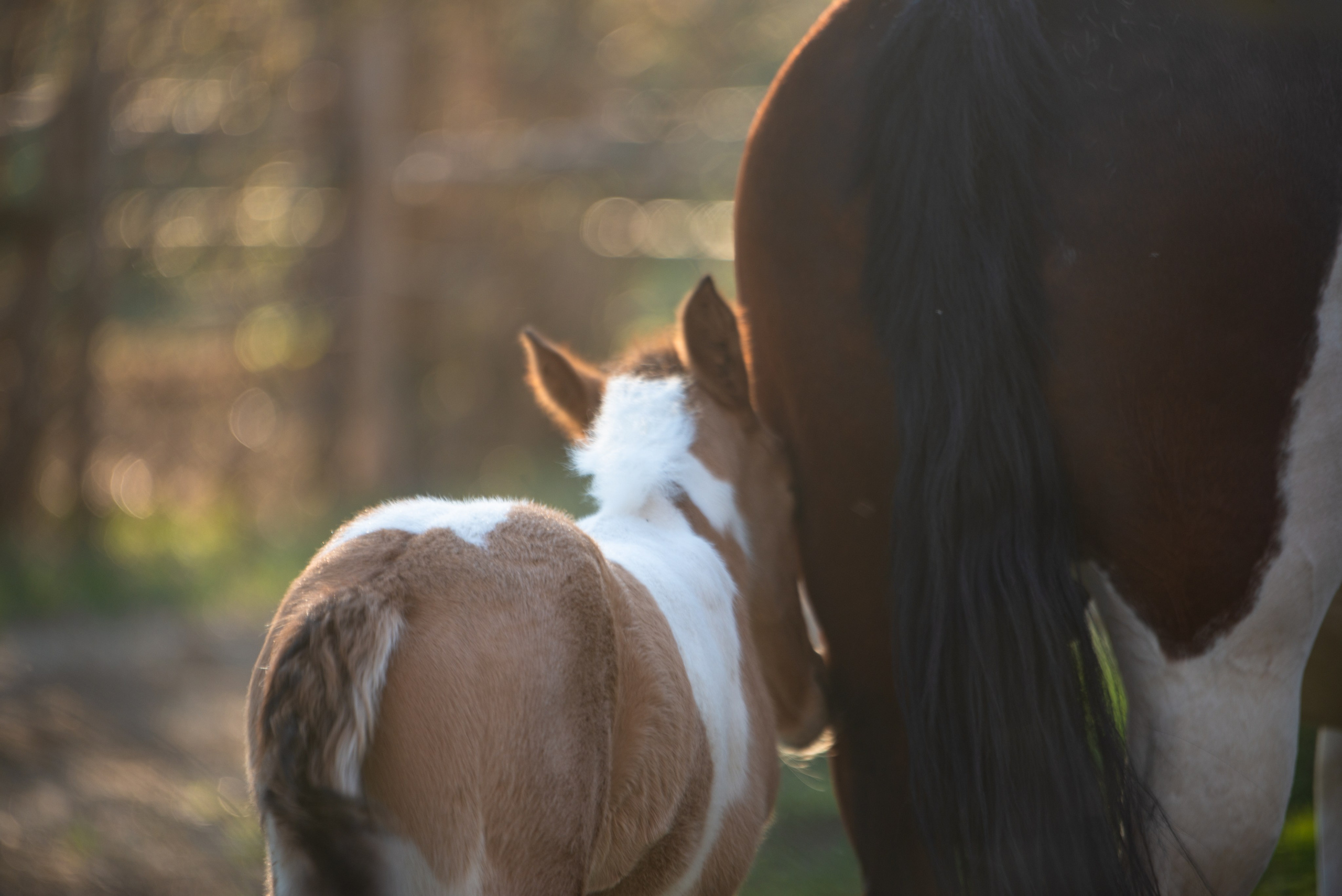 Жеребёнок Митяй. Конный фотограф в Саратове Юлия Иванова