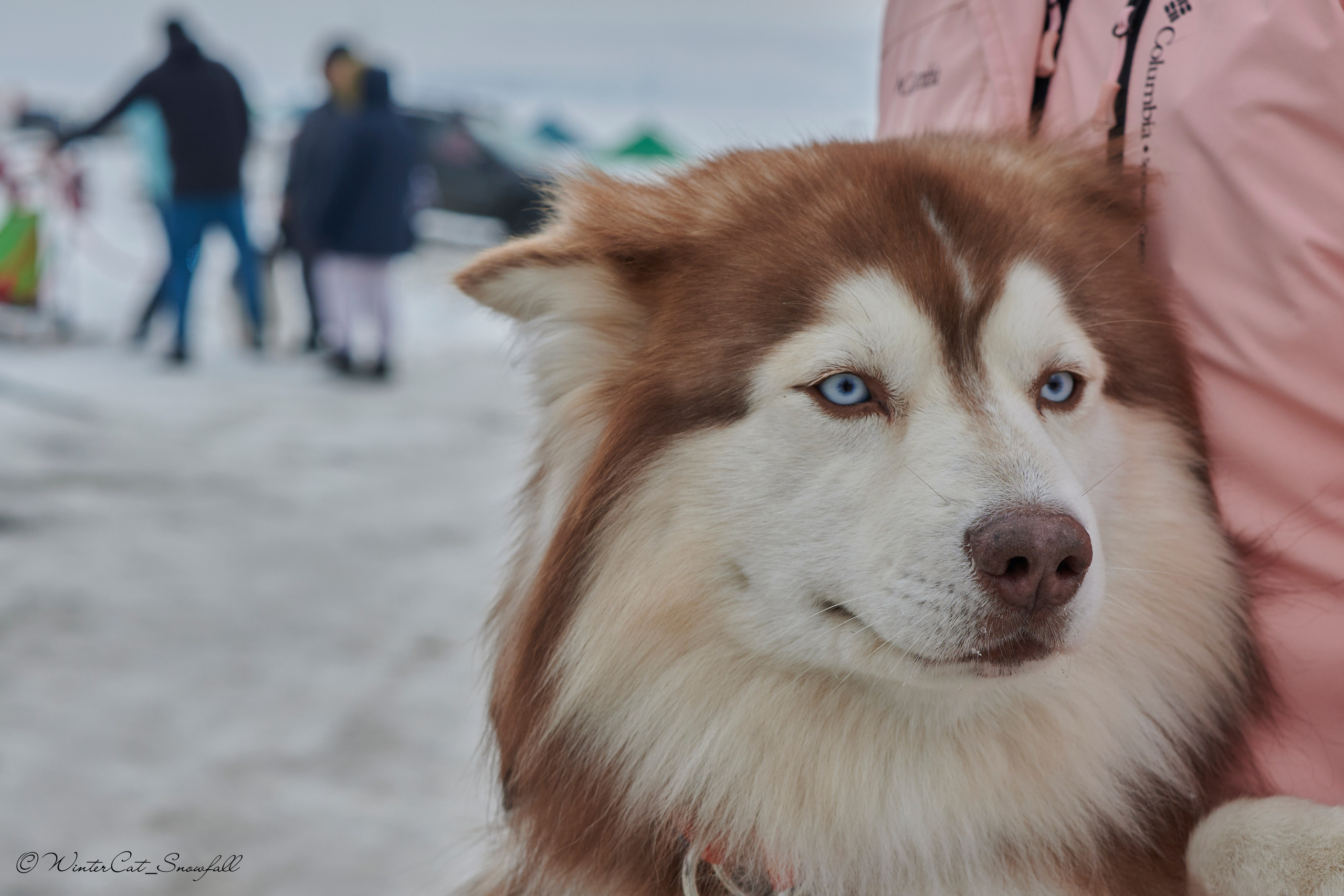 Дзяблу 30.03. Портретный и репортажный фотограф в Магадане Андрей Нефедов WinterCatPhoto