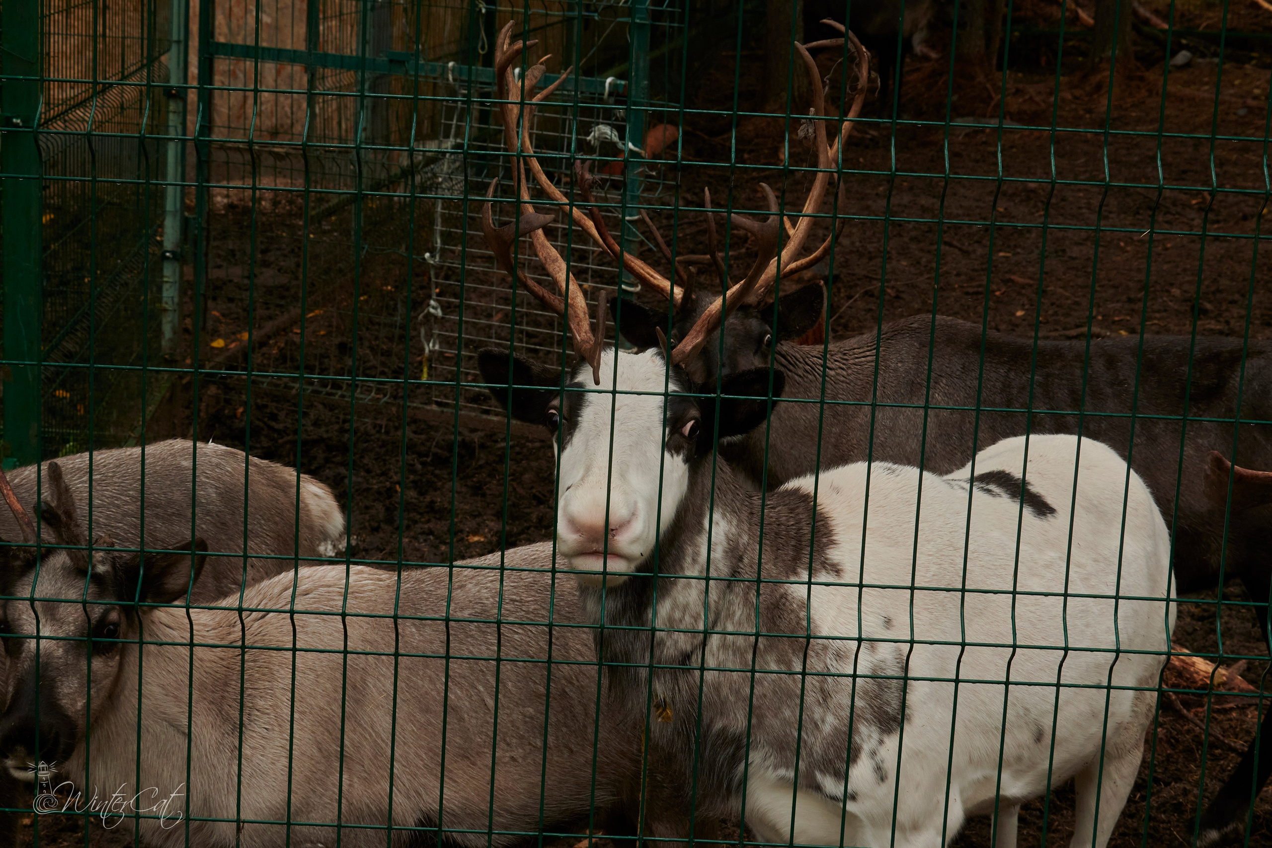 Закрытие сезона Полярные совы-Штрафбат 09.2024. Портретный и репортажный фотограф в Магадане Андрей Нефедов WinterCatPhoto