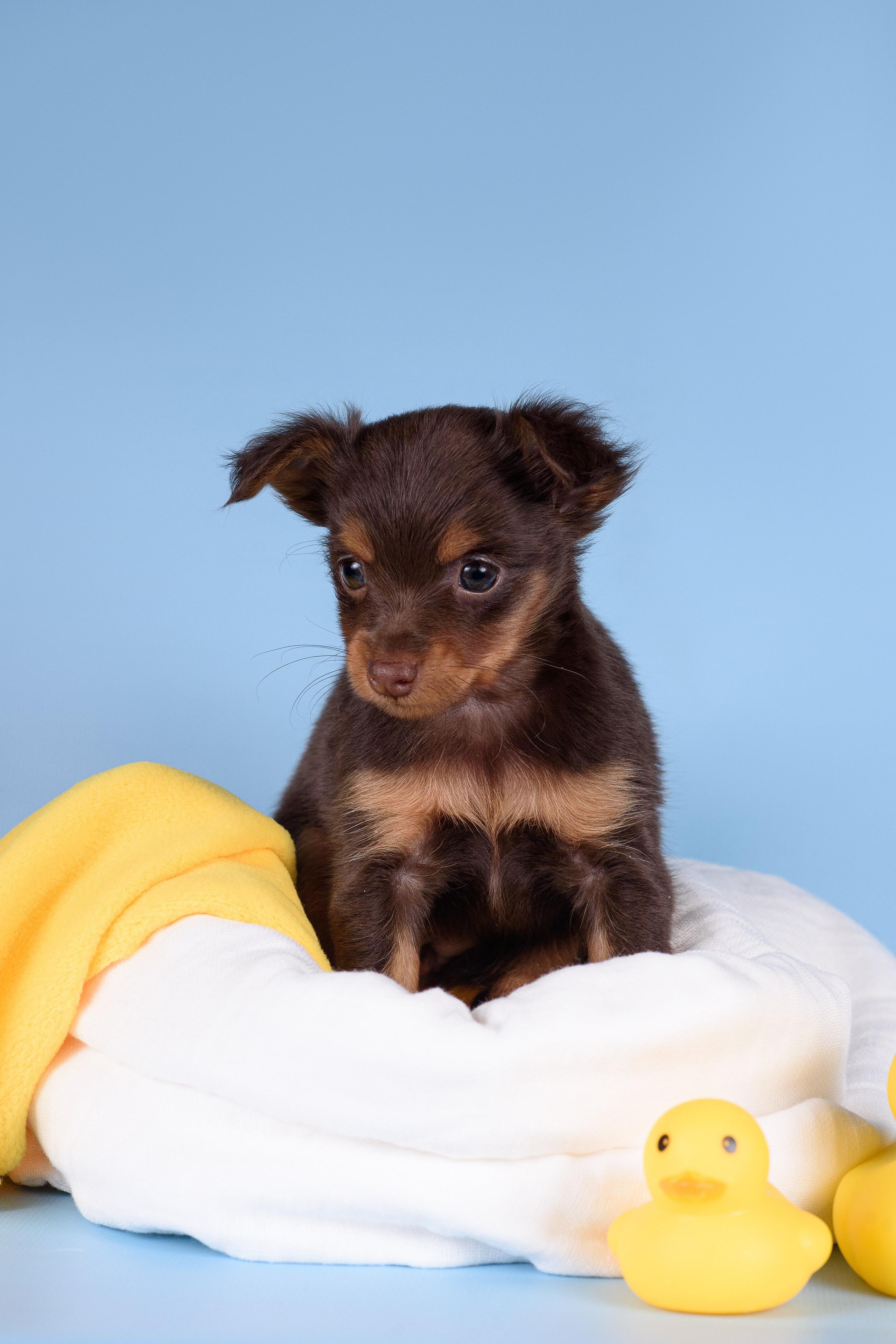 Щенки Пражских крысариков -13.04.2024. Фотограф — Анималист | Анна Абрамова