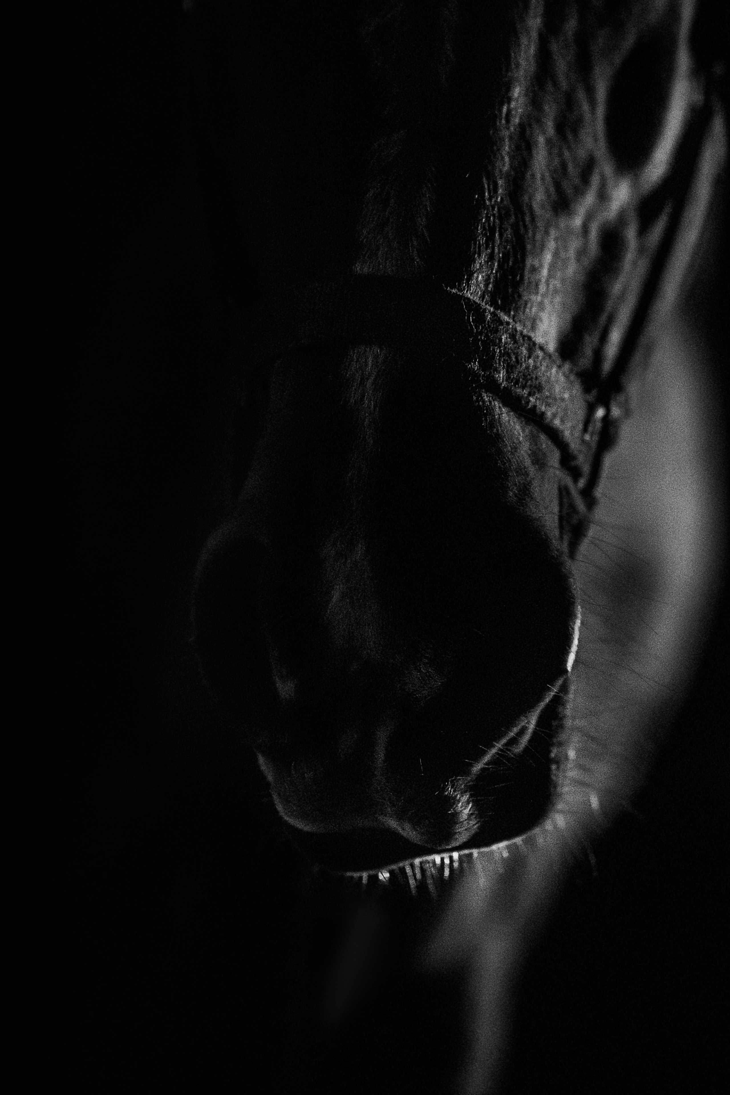 Дакар и Рамина ЧБ — 08.04.2023. Фотограф — Анималист | Анна Абрамова