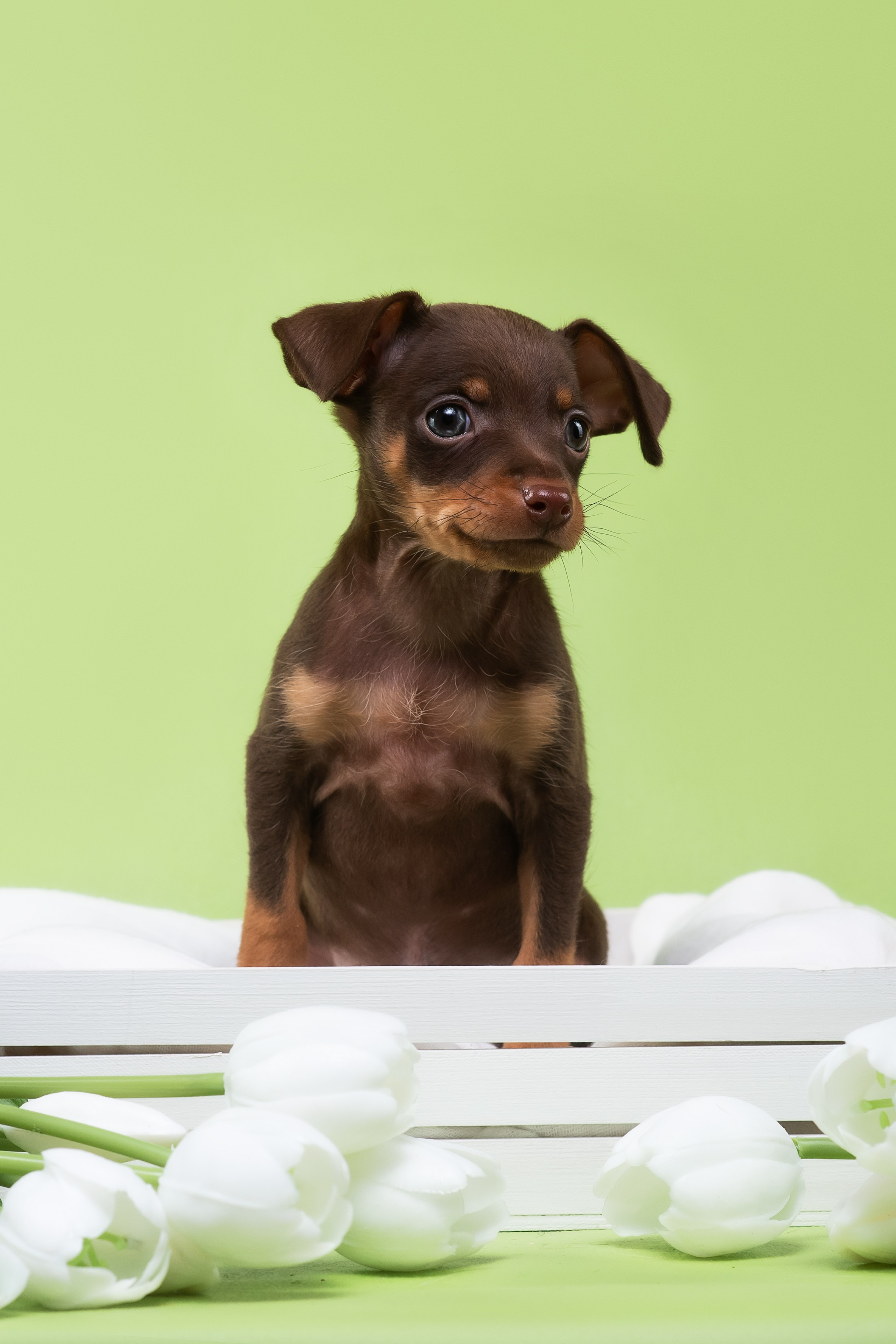 Пражские крысарики — 02.04.2025. Фотограф — Анималист | Анна Абрамова