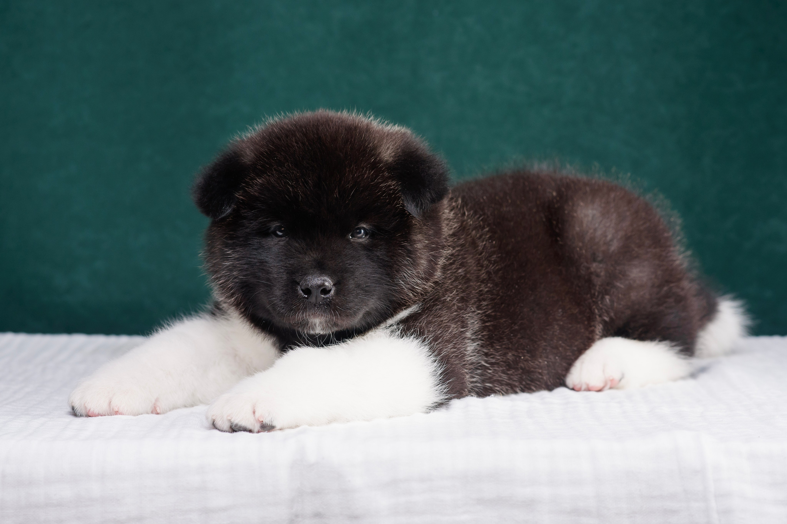 Щенки Американской Акиты. Фотограф — Анималист | Анна Абрамова