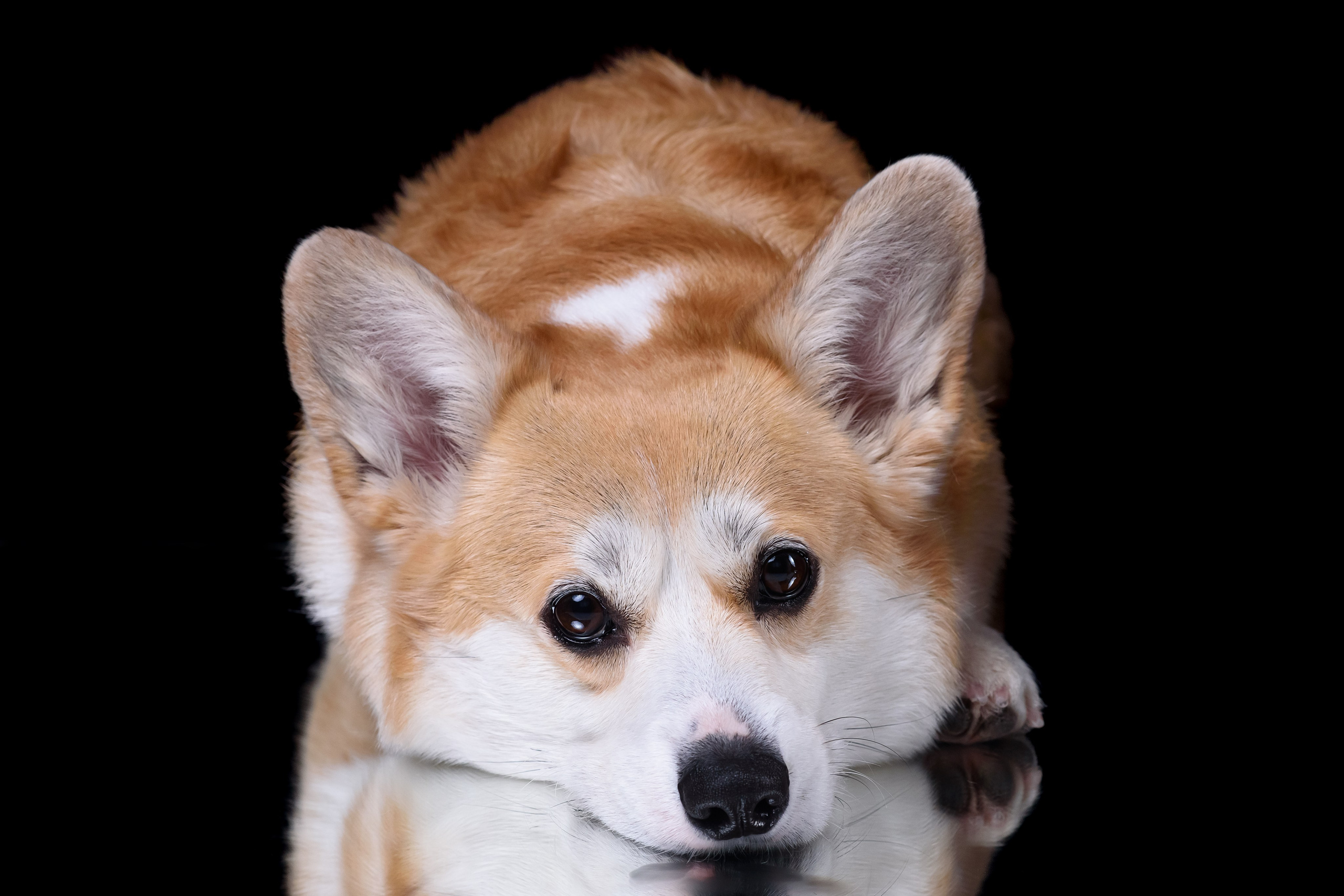 Лея съемка на однотонном фоне — 2024. Фотограф — Анималист | Анна Абрамова