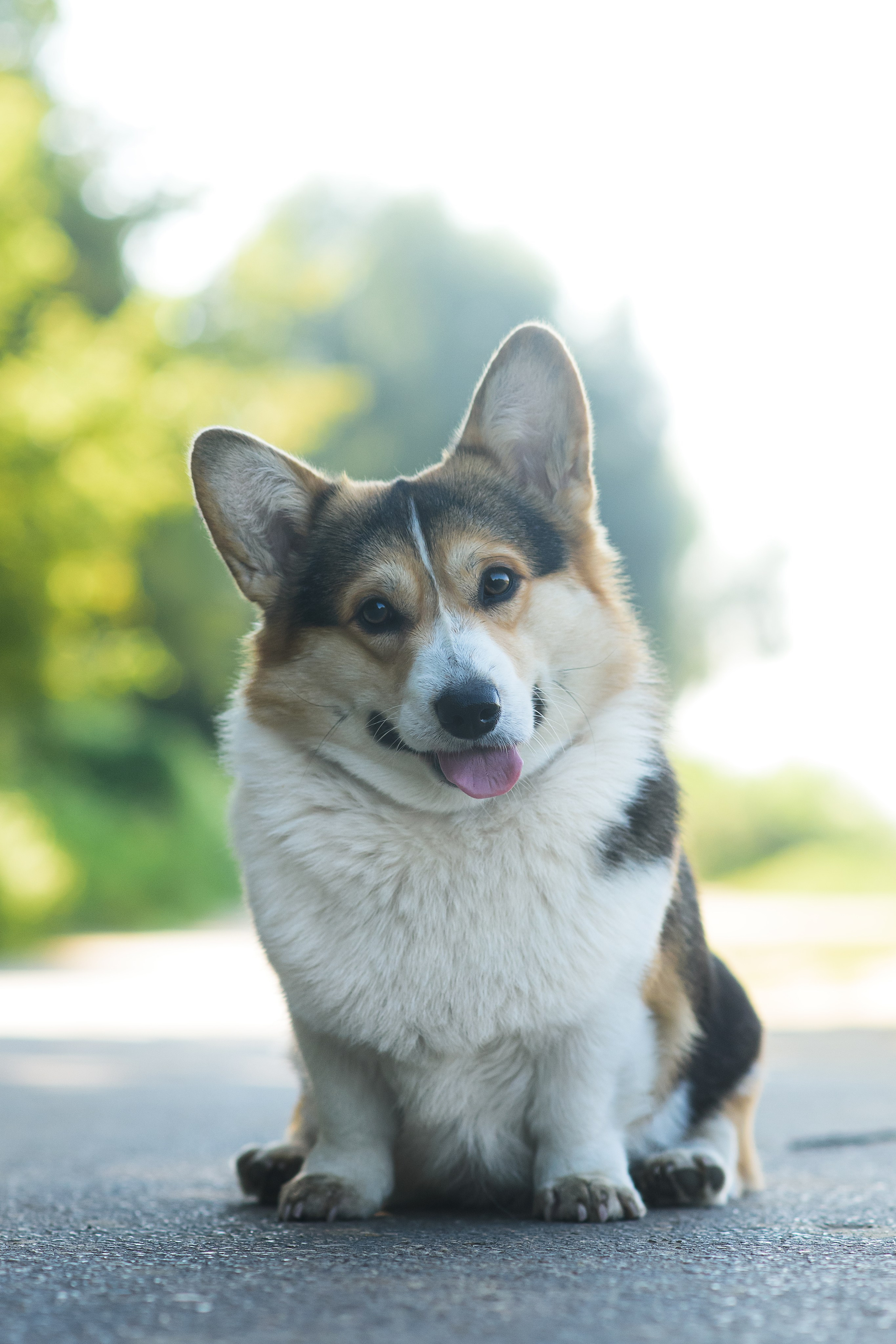 Майк и Лея — 29.08.2024. Фотограф — Анималист | Анна Абрамова