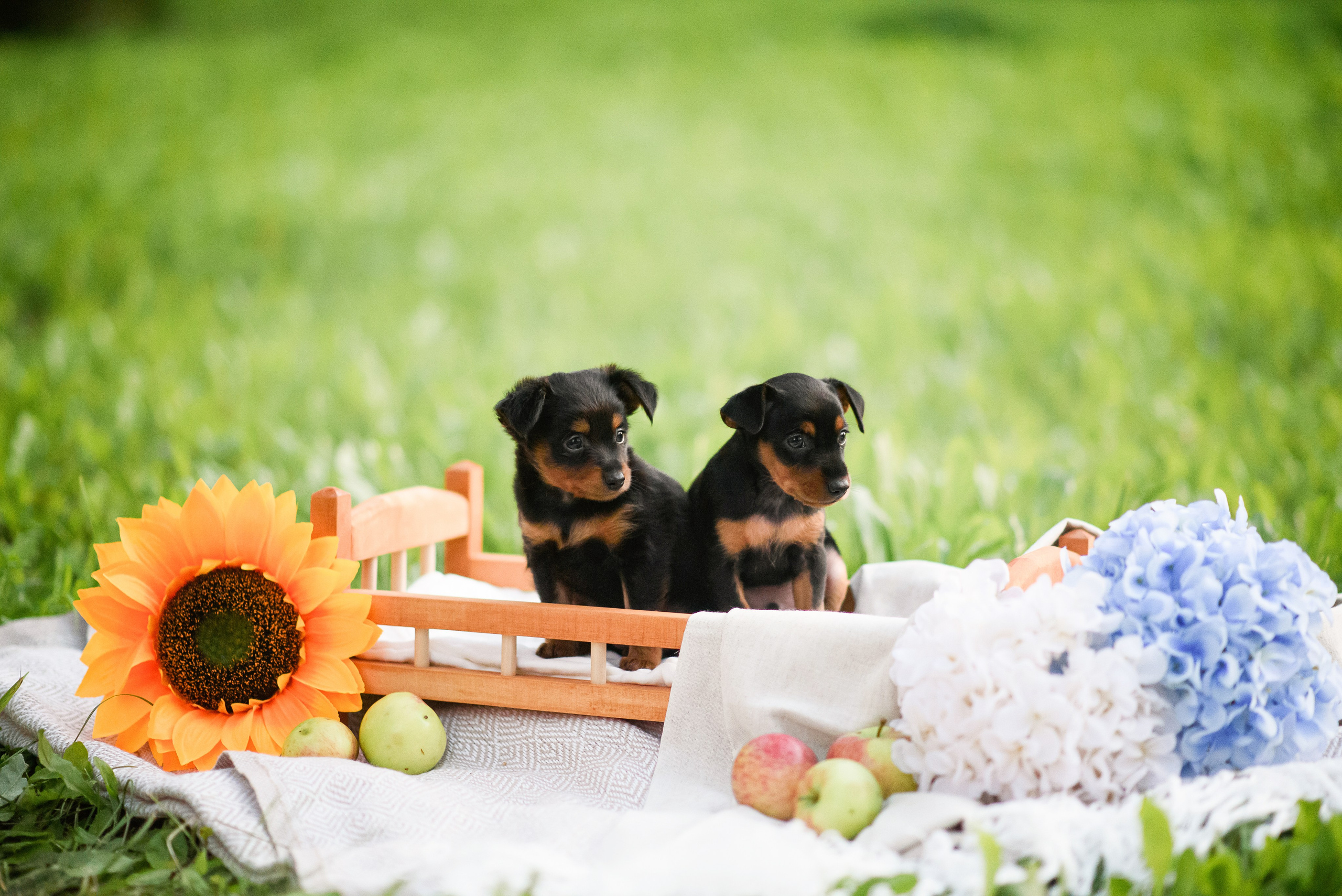 Щенки Пражских крысариков — 03.08.2024. Фотограф — Анималист | Анна Абрамова
