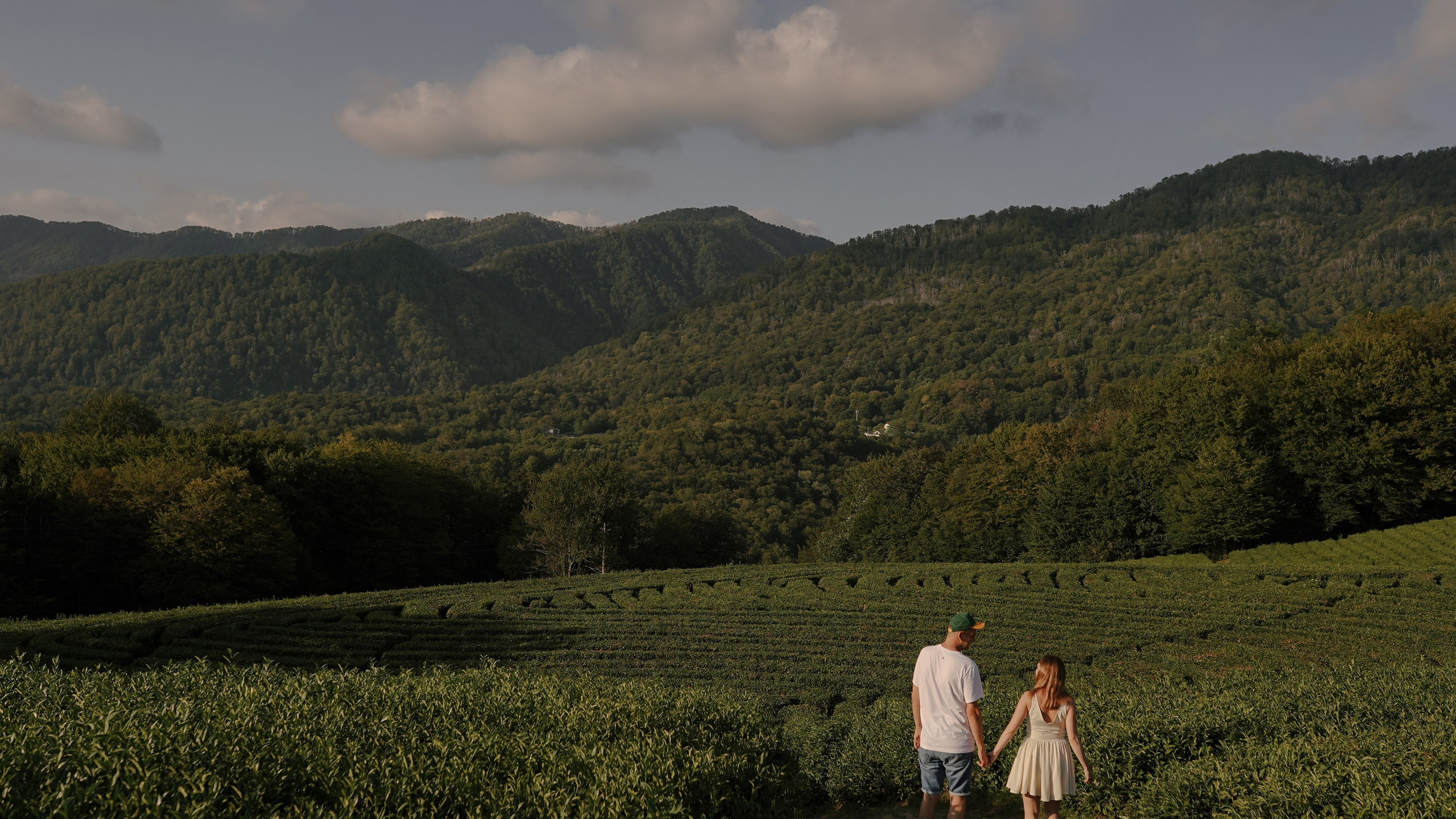 Чайные плантации. Милана Довгаль - семейный фотограф и видеограф  в Адлере и Сочи