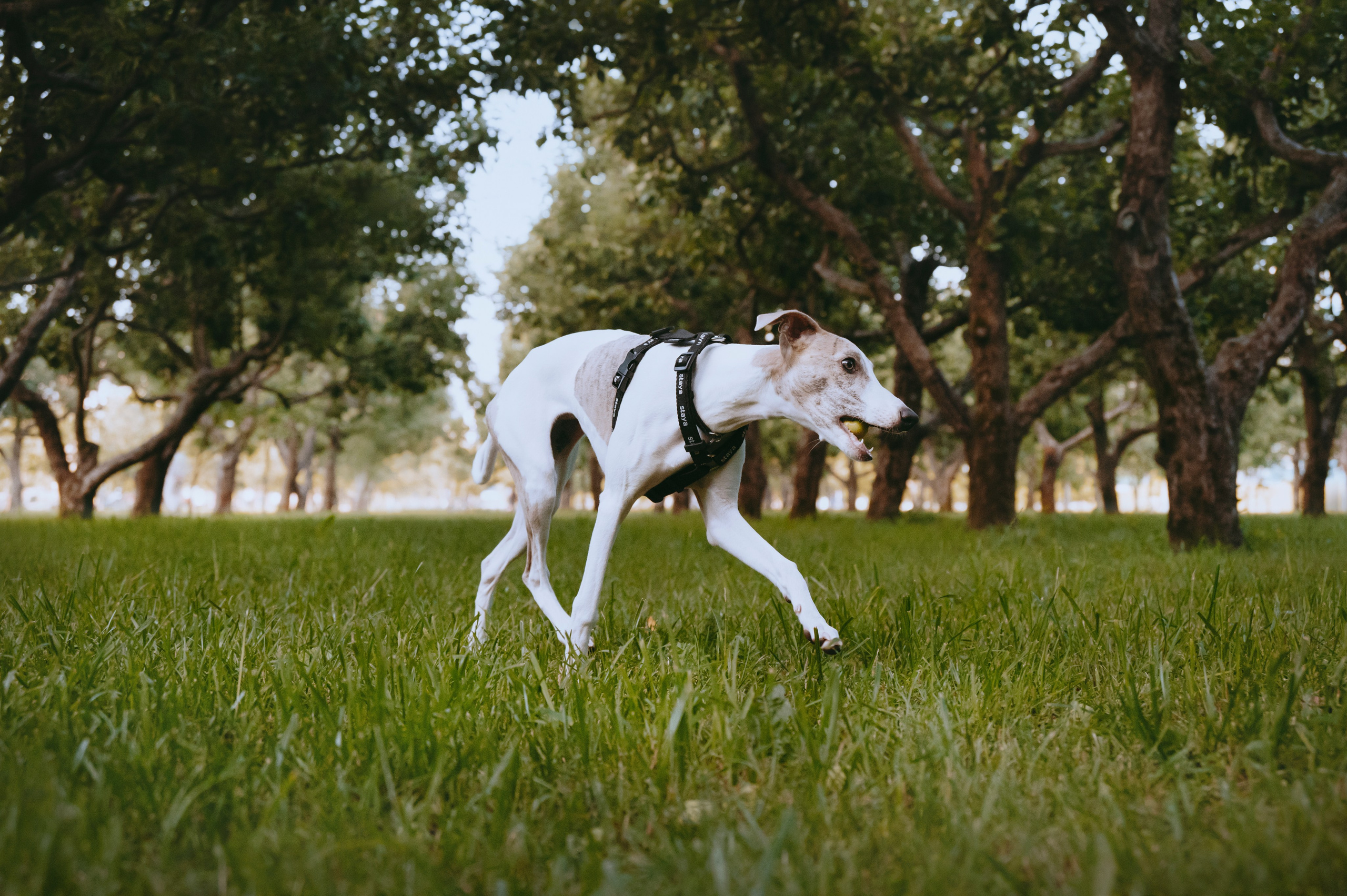 Ветка. Фотограф- анималист Александра Матвеева