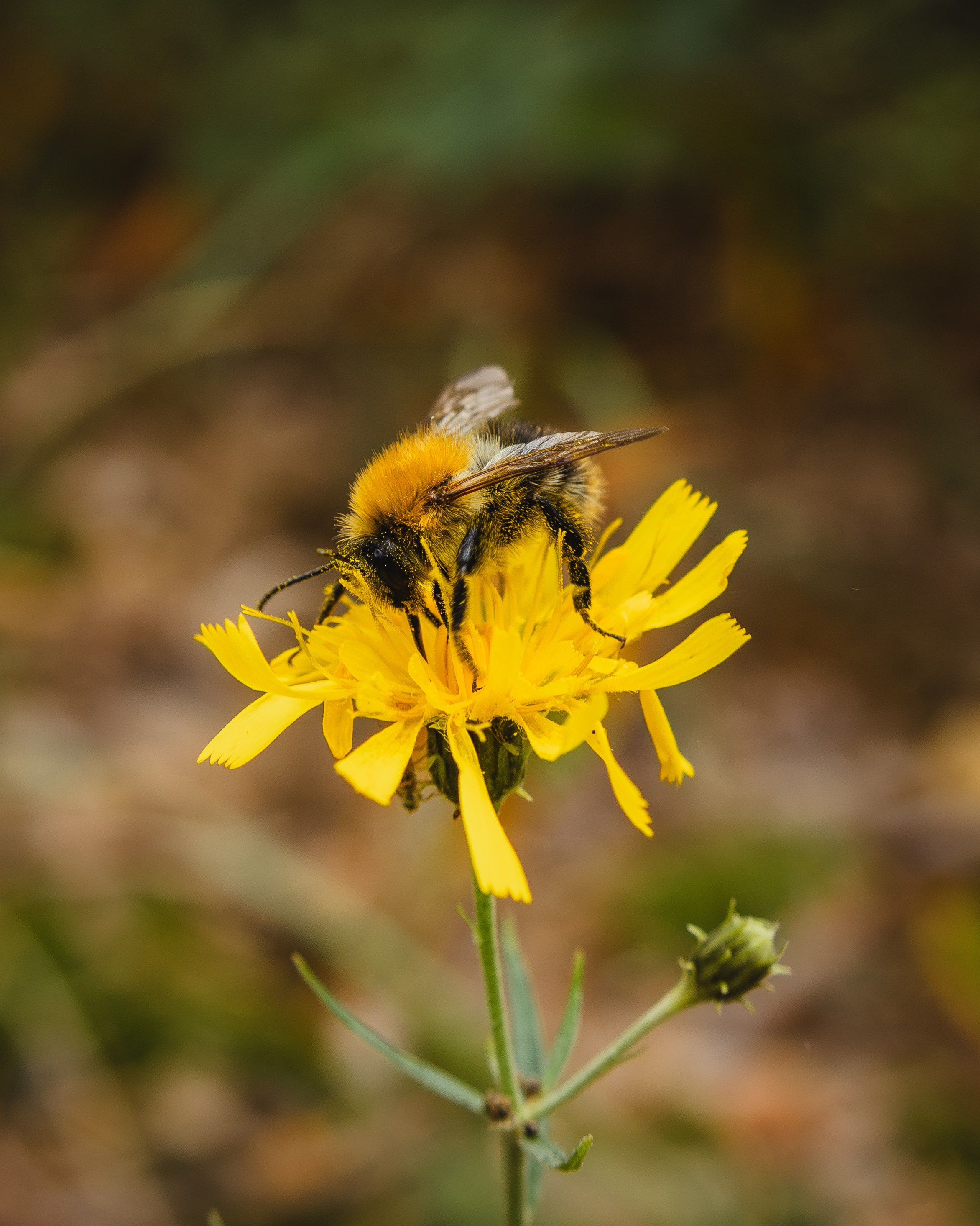 Voronezh 2025. Anton Chernov | Wildlife photographer