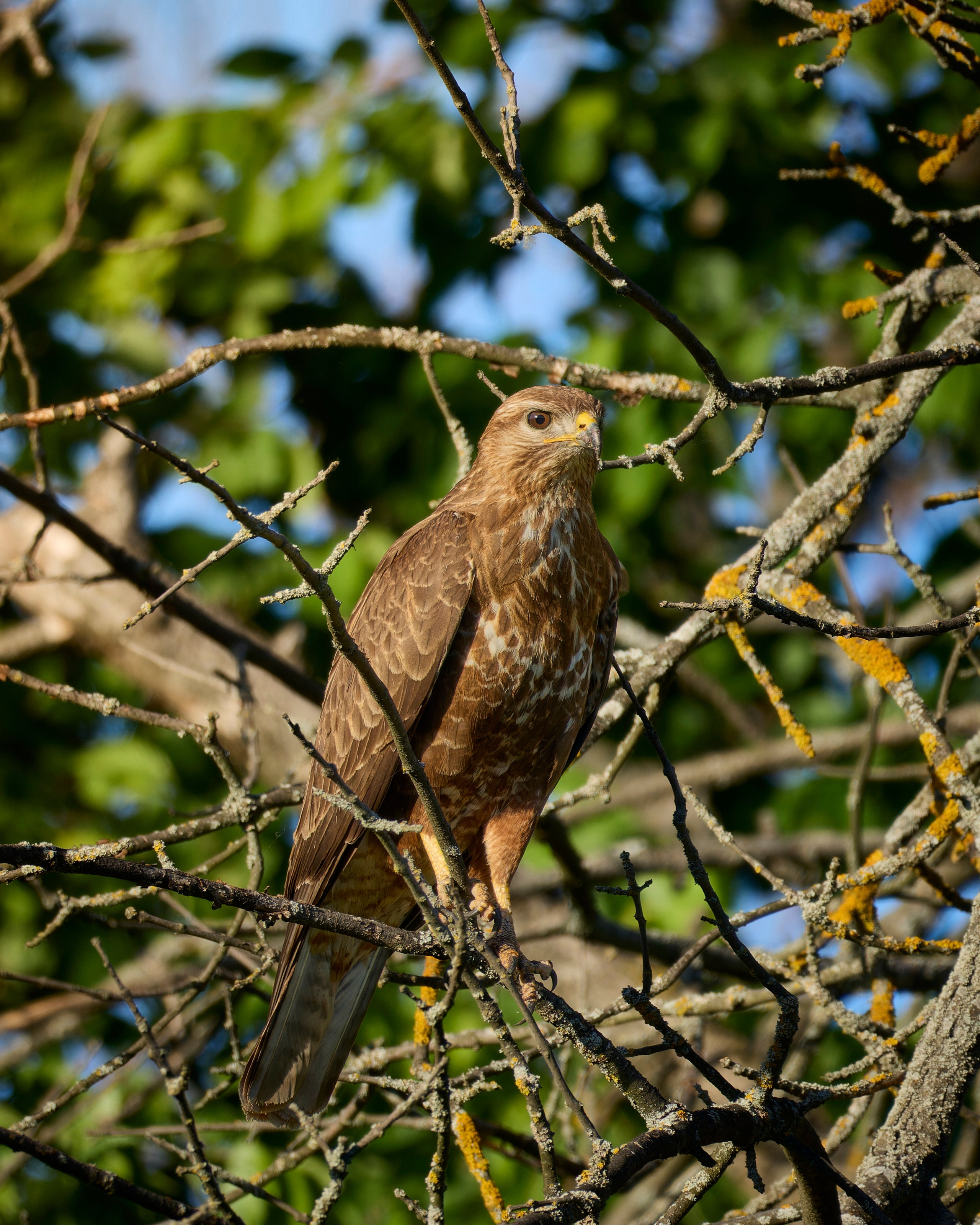 Lipetsk 2024. Anton Chernov | Wildlife photographer