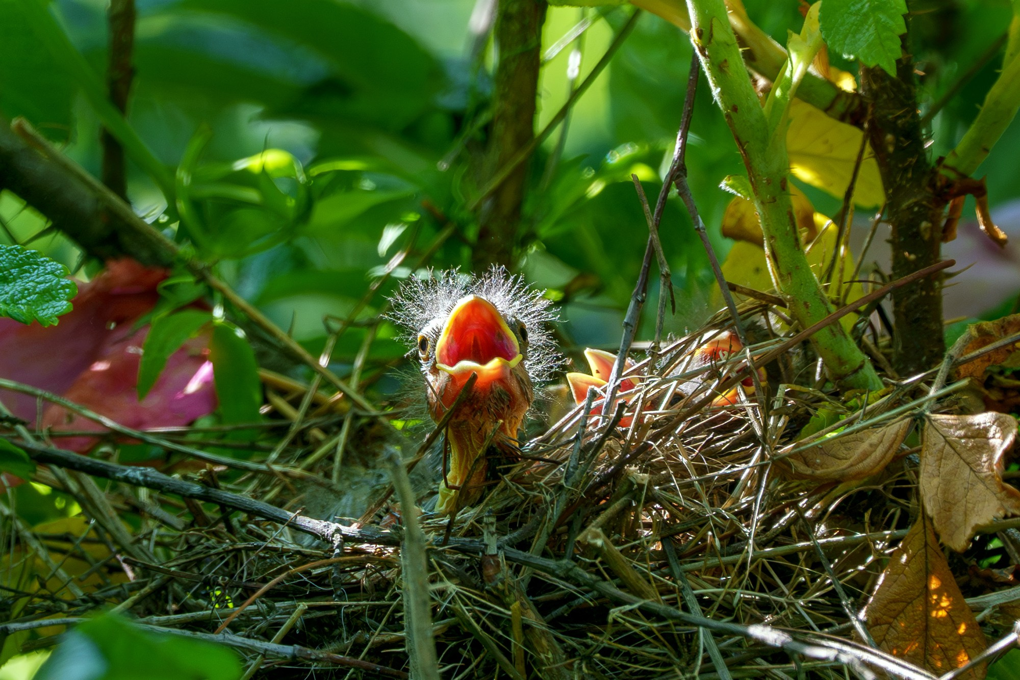 Удивительные мир птиц. Вокруг нас столько прекрасного — присмотритесь!. Ваш личный фотограф Марина Волкова