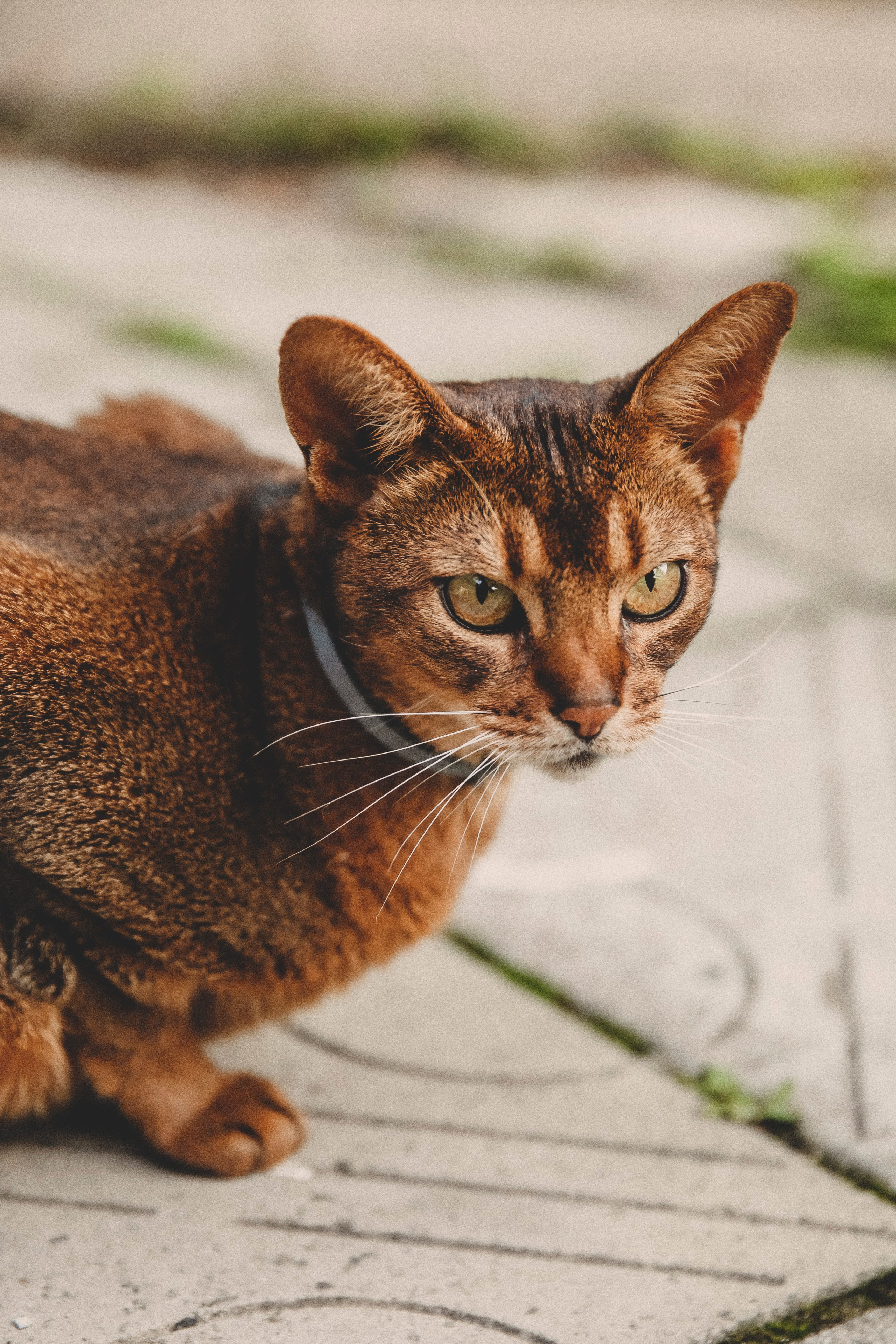 Семья Татьяны. Свадебный и семейный фотограф Колоскова Мария (Сочи и весь мир)