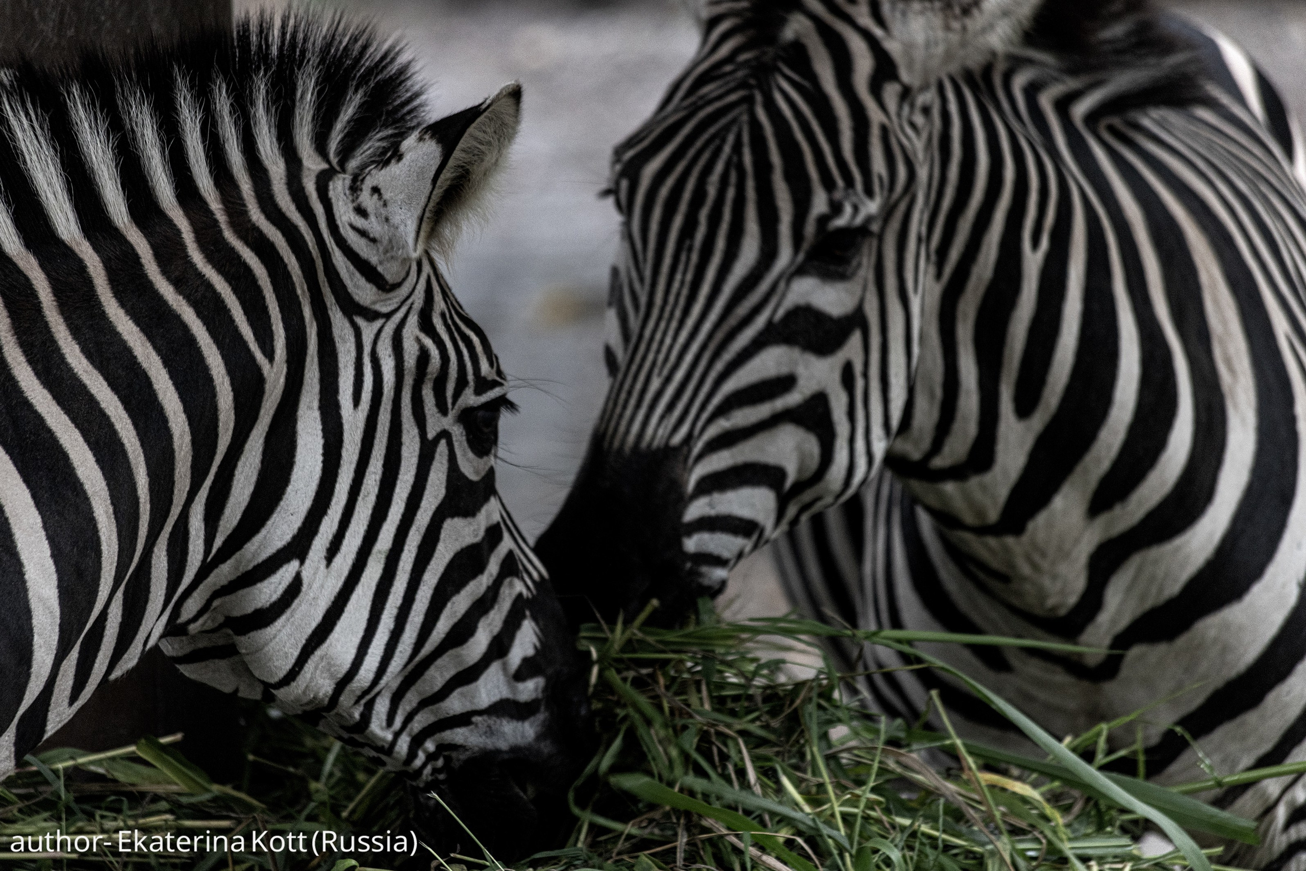 Gallery. UNUSUAL TALENT magazine