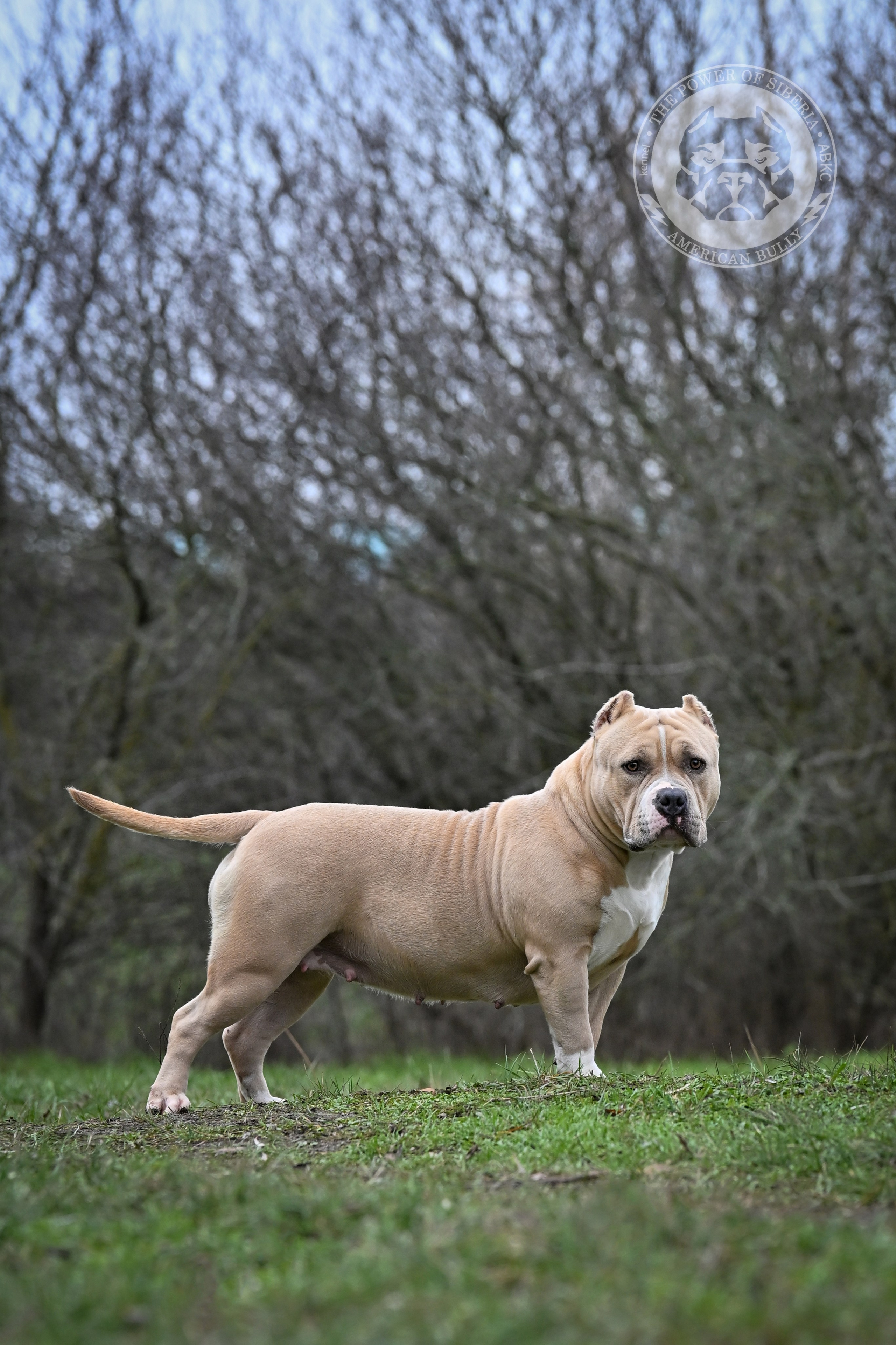 Декабрь 2025. Американский Булли в г. Ростов-на-Дону. Питомник THE POWER OF SIBERIA