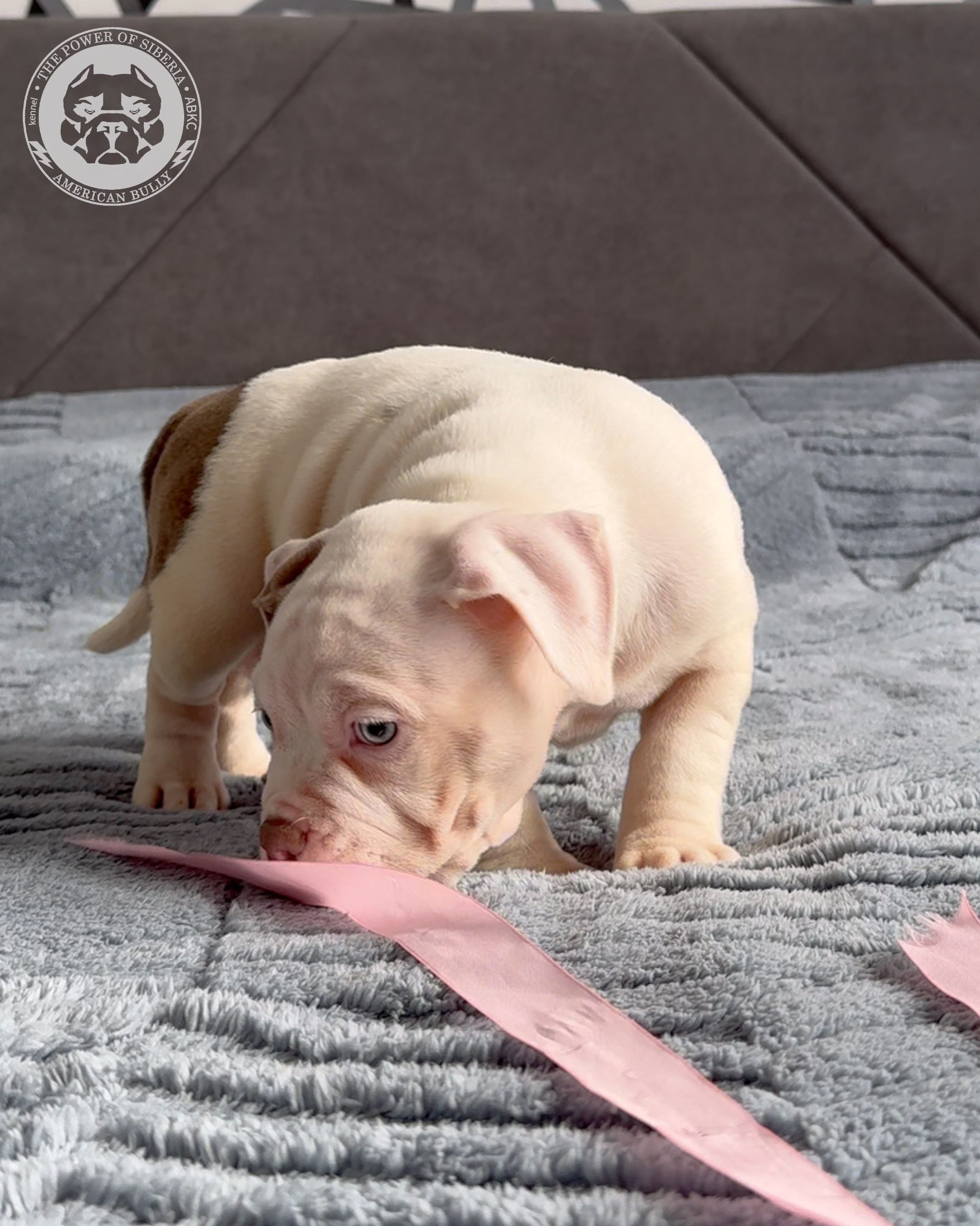 Свободные щенки Американский Булли, в типах покет, классик, стандарт. Американский Булли в г. Ростов-на-Дону. Питомник THE POWER OF SIBERIA