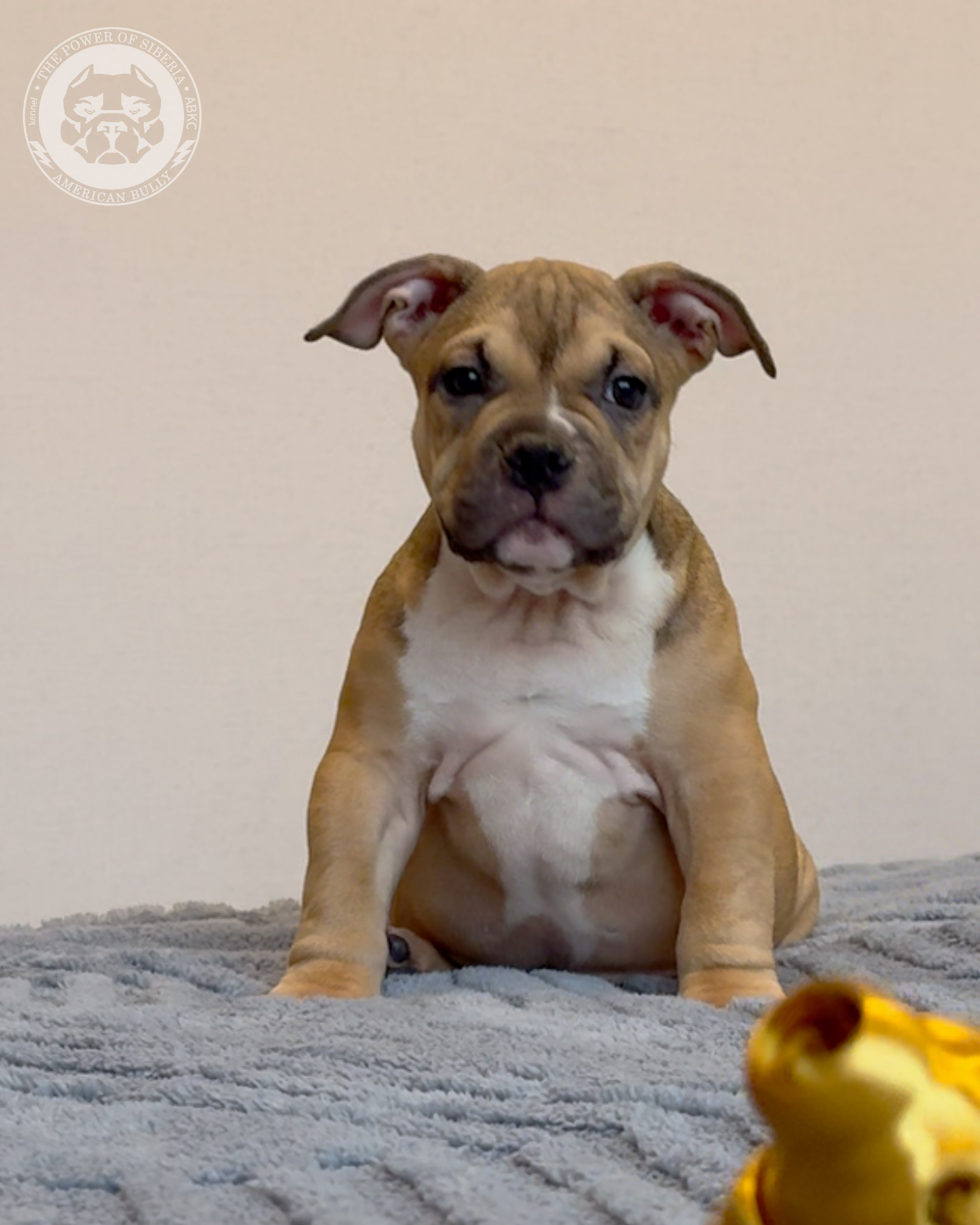 Свободные щенки Американский Булли, в типах покет, классик, стандарт. Американский Булли в г. Ростов-на-Дону. Питомник THE POWER OF SIBERIA