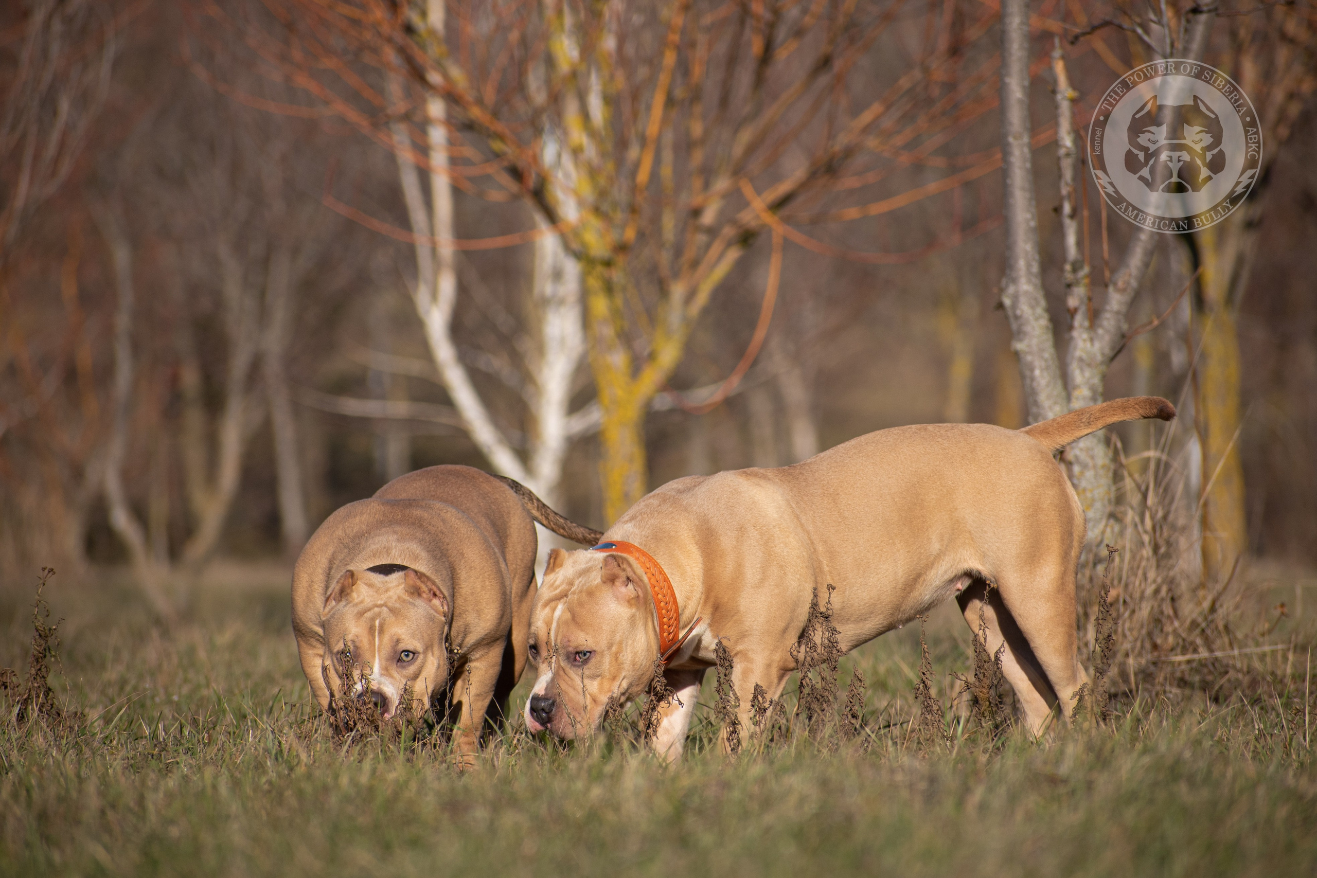 купить щенка в официальном питомнике Американских булли на Алтае