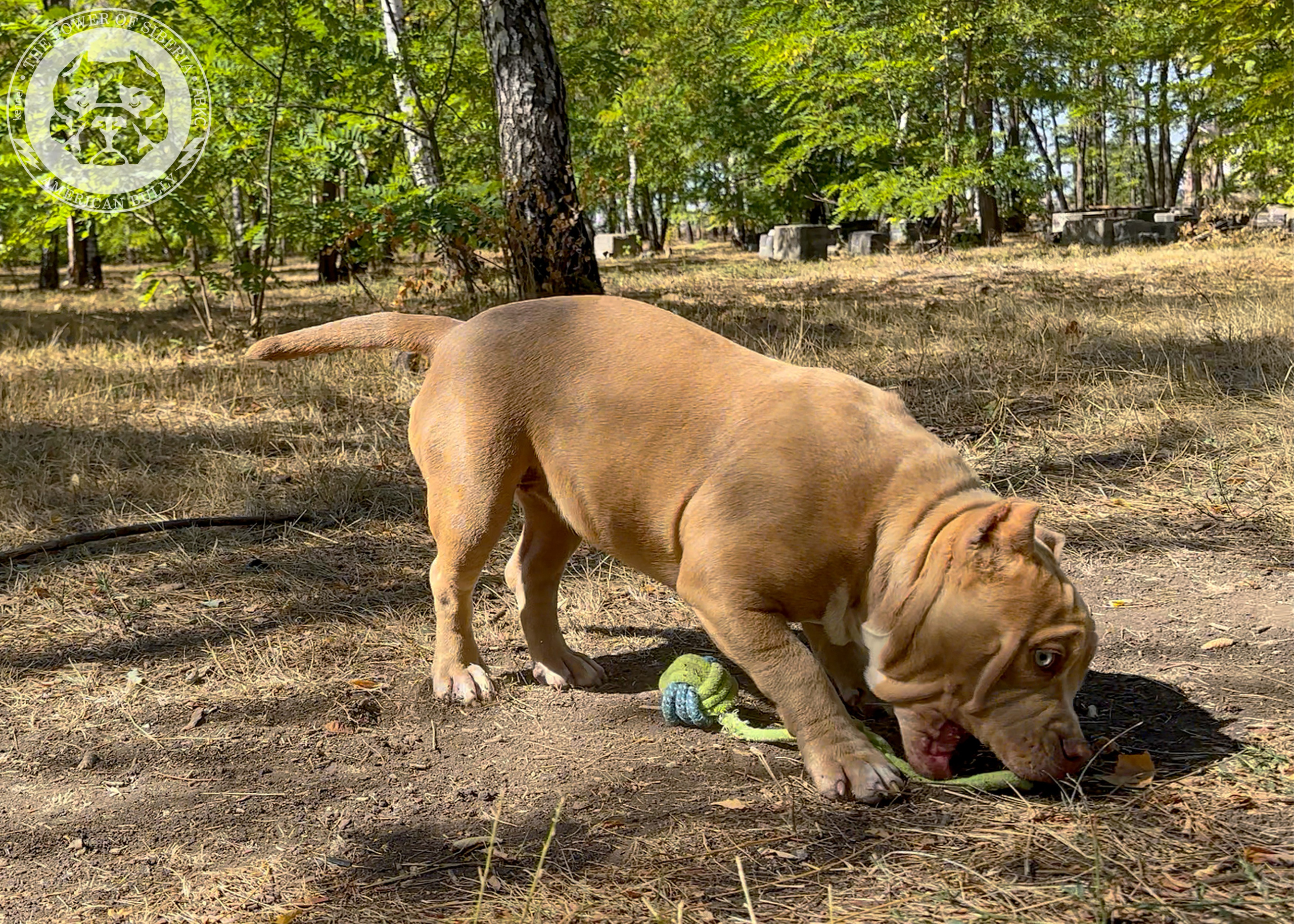 Помет Каспер и Тагира. 21.04.25. Американский Булли в г. Ростов-на-Дону. Питомник THE POWER OF SIBERIA