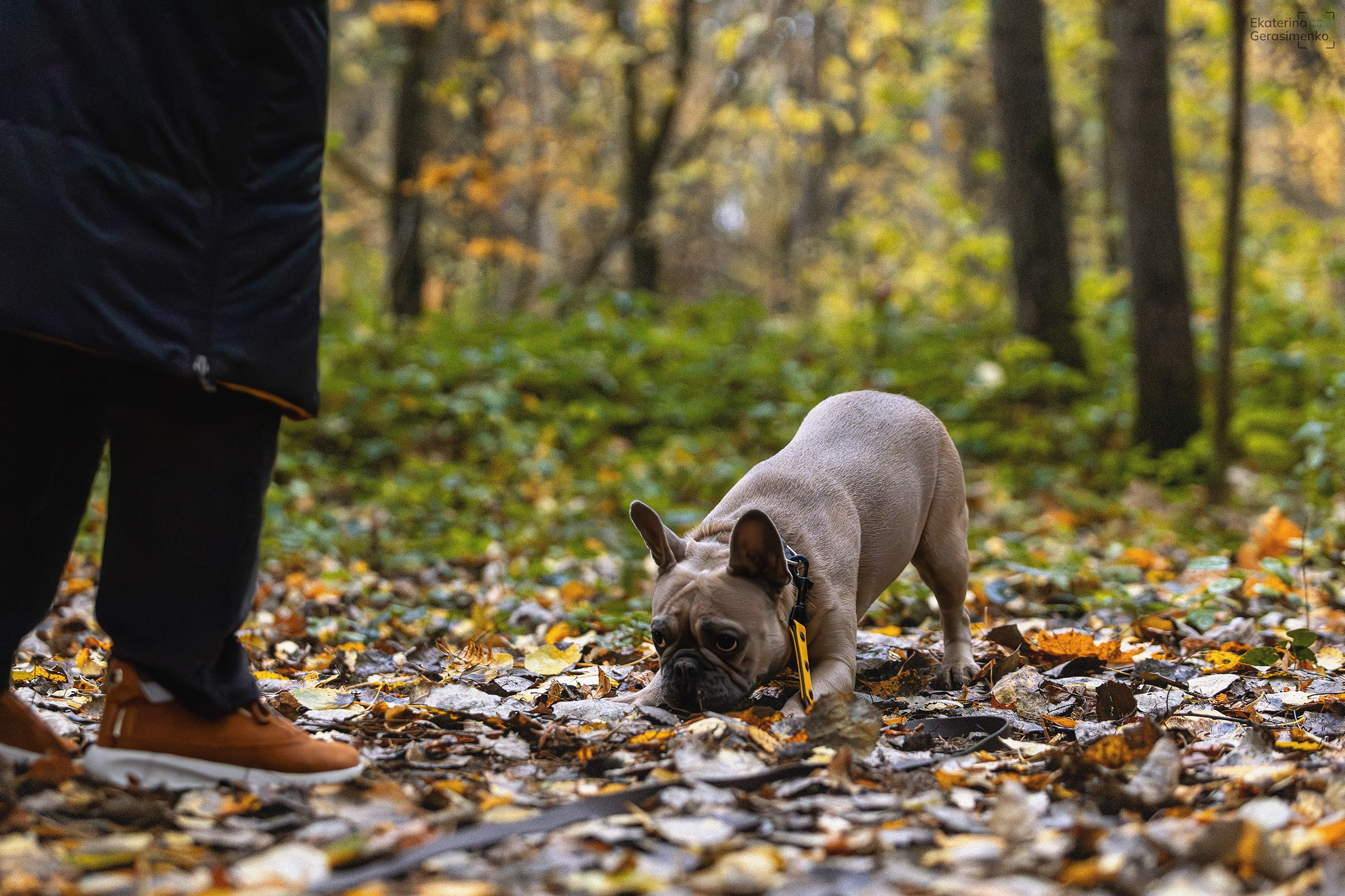 Французский бульдог Ника. Htykk_photo