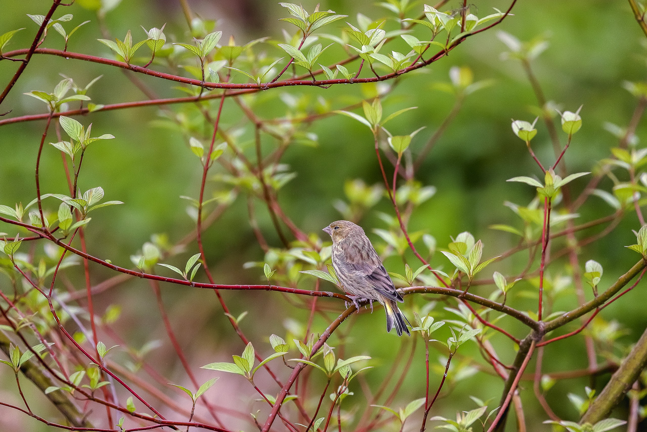Канареечный (европейский) вьюрок. Является родоначальником домашней канарейки