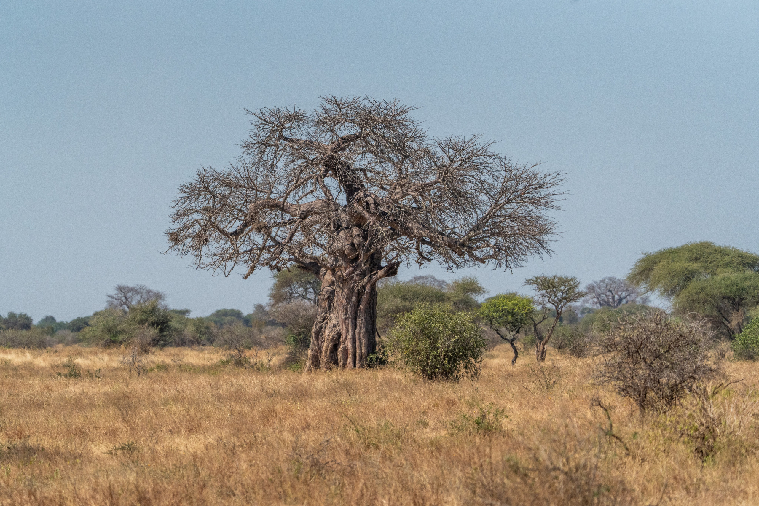 Танзания, сафари, 2025. Творческие сьемки