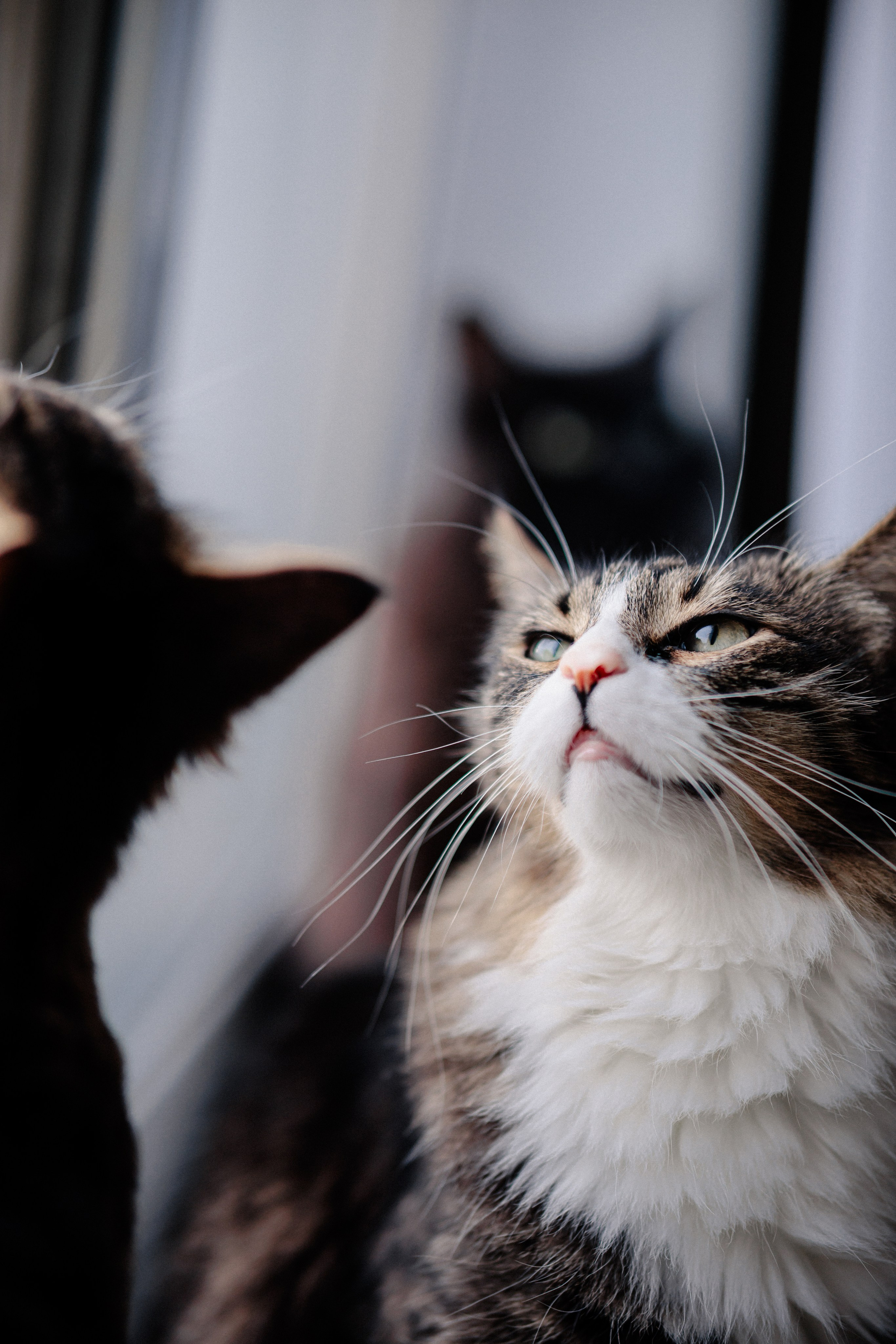Ася и ее семья. Фотограф в Санкт-Петербурге Алёна Губинская