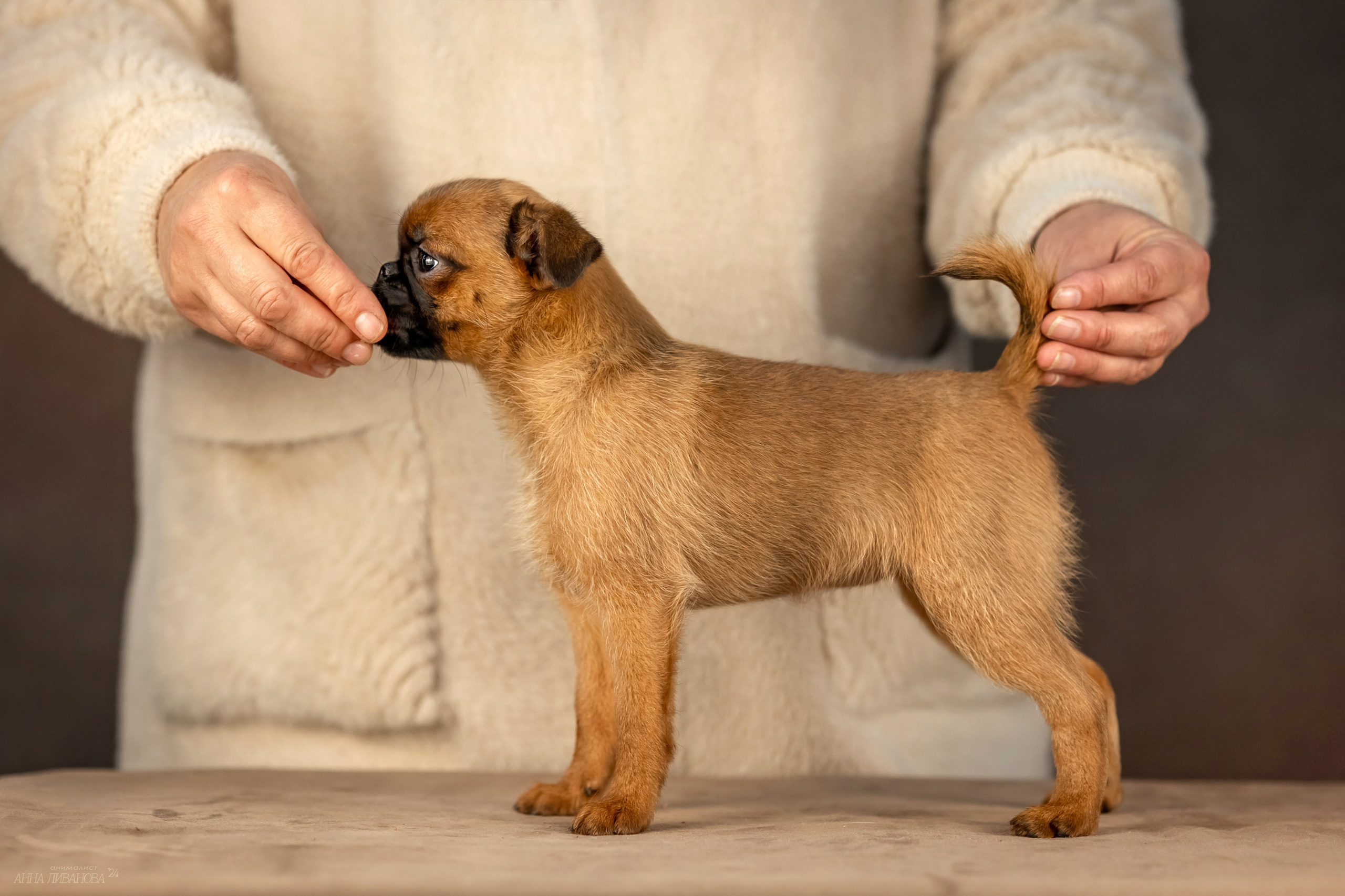 Гриффончики. Фотограф анималист Аня Ливанова | Рыбинск